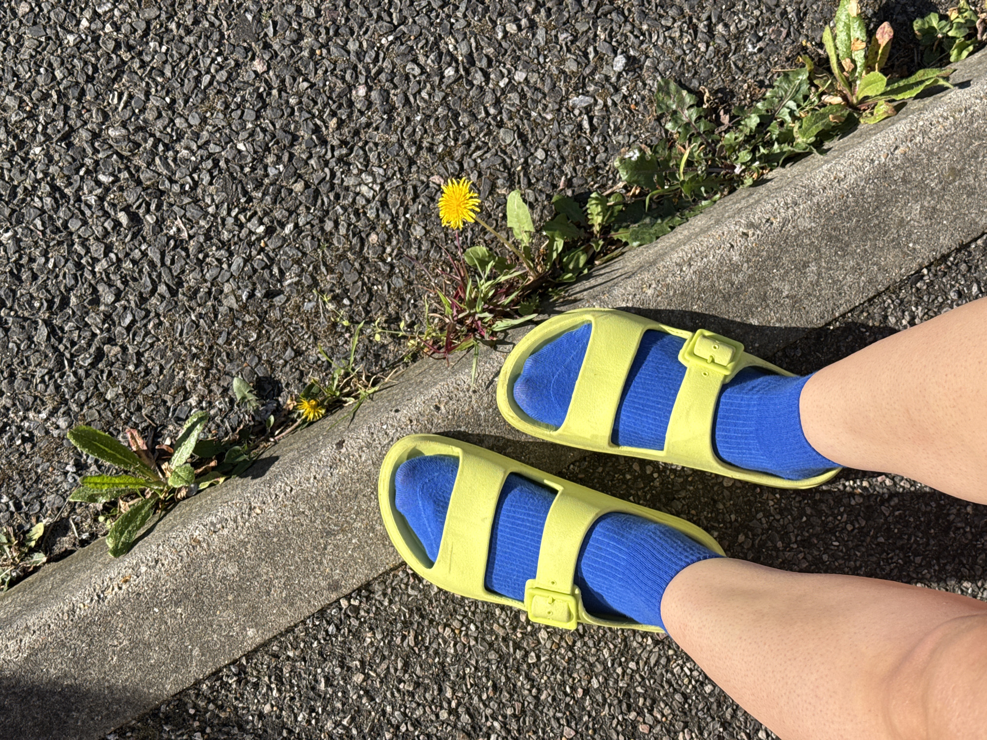 An overhead, slightly angled shot captures a person's lower legs and feet set against an outdoor urban backdrop. The individual is wearing bright yellow open-toed sandals over electric blue ribbed socks. The left foot is positioned slightly forward of the right.
The ground is composed of coarse black asphalt pavement with small grey aggregate. A concrete curb runs diagonally from the lower left to the upper right quadrant of the image, bordering the asphalt. Along this curb, a narrow strip of soil hosts various green weeds and plants. A prominent yellow dandelion with green leaves blooms brightly from this strip, adding a touch of natural color to the otherwise man-made environment.
The scene is illuminated by strong, direct sunlight, casting distinct shadows from the concrete curb onto the asphalt, and from the person's sandals and legs onto the ground, indicating a clear, sunny daytime. No specific activity beyond standing or walking is implied. The setting suggests a common outdoor pathway or roadside environment, typical of a town like Great Yarmouth, United Kingdom. There is no visible text in the image.
