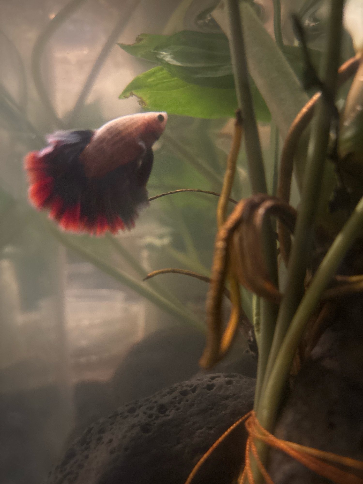 A Betta fish, with a reddish-orange body and dark fins, swims to the left in a murky aquarium. It is positioned in the mid-left of the frame. In the foreground, on the right side of the image, is a cluster of green plant stems, some of which appear to be brown and dying. A dark, porous rock is visible in the lower-left corner of the aquarium. The background is out of focus and appears to be a blurred, hazy environment. There is no identifiable location in the city of Belung, Indonesia, nor any people or specific actions depicted.