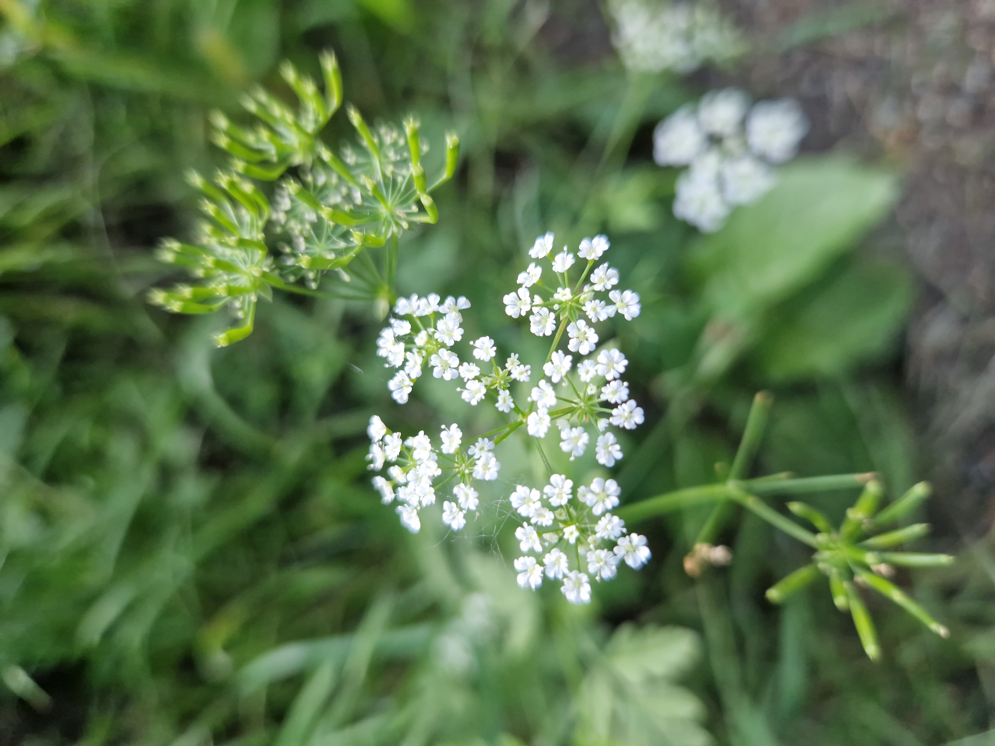 In Pancharevo, Bulgaria, a macro photograph captures the delicate details of white wildflowers and green foliage. The focus is on a cluster of small, white flowers with five petals, arranged in an umbel formation. Some of these flowers appear to be in full bloom, while others are still buds. Delicate strands of spiderweb are visible, clinging to the petals and stems, adding a subtle textural element.
Above and to the right of the white flowers, an unfurling cluster of pale green seed heads or developing flower buds is visible. These are more elongated and pointed, with a structure suggestive of early growth.
The background is a soft blur of various shades of green, indicating a natural, outdoor setting with more greenery. The lighting appears to be natural daylight, creating soft shadows and highlights on the floral subjects. The overall impression is one of natural beauty and intricate detail found in a garden or wilder area in Pancharevo.