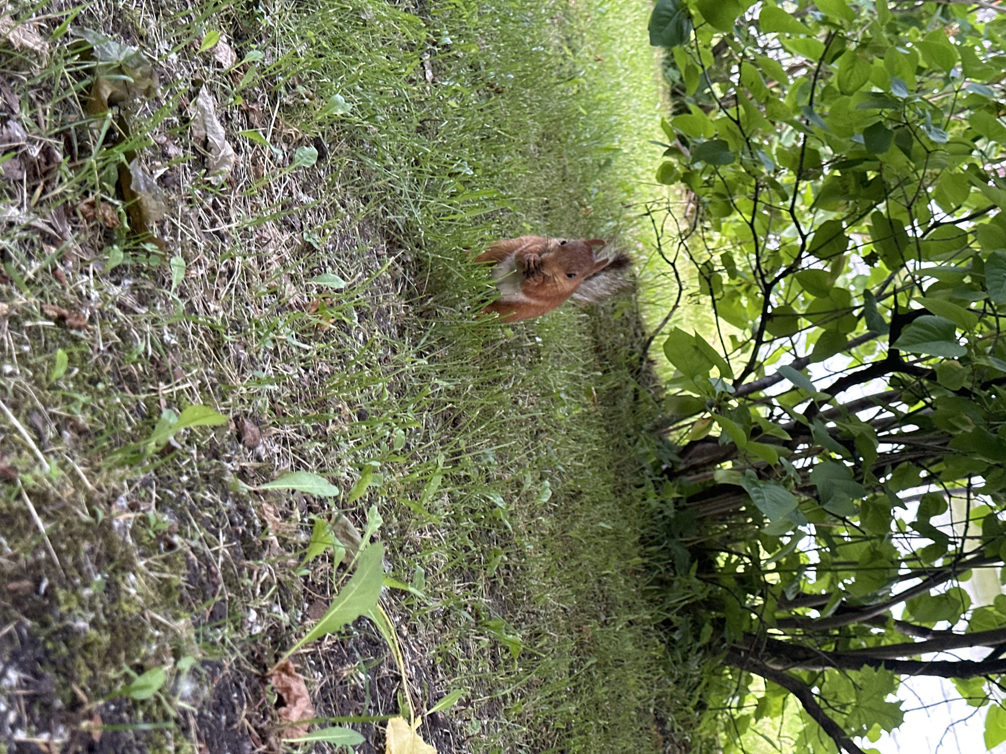 An overhead shot captures a squirrel standing on a patch of grass. The squirrel, a reddish-brown color, is facing the camera and holding a nut in its paws. It appears to be eating the nut. The squirrel is located in the middle of the frame, with lush green grass surrounding it. The background is filled with the foliage of a tree, with branches and leaves obscuring the rest of the environment. The lighting suggests it is daytime.