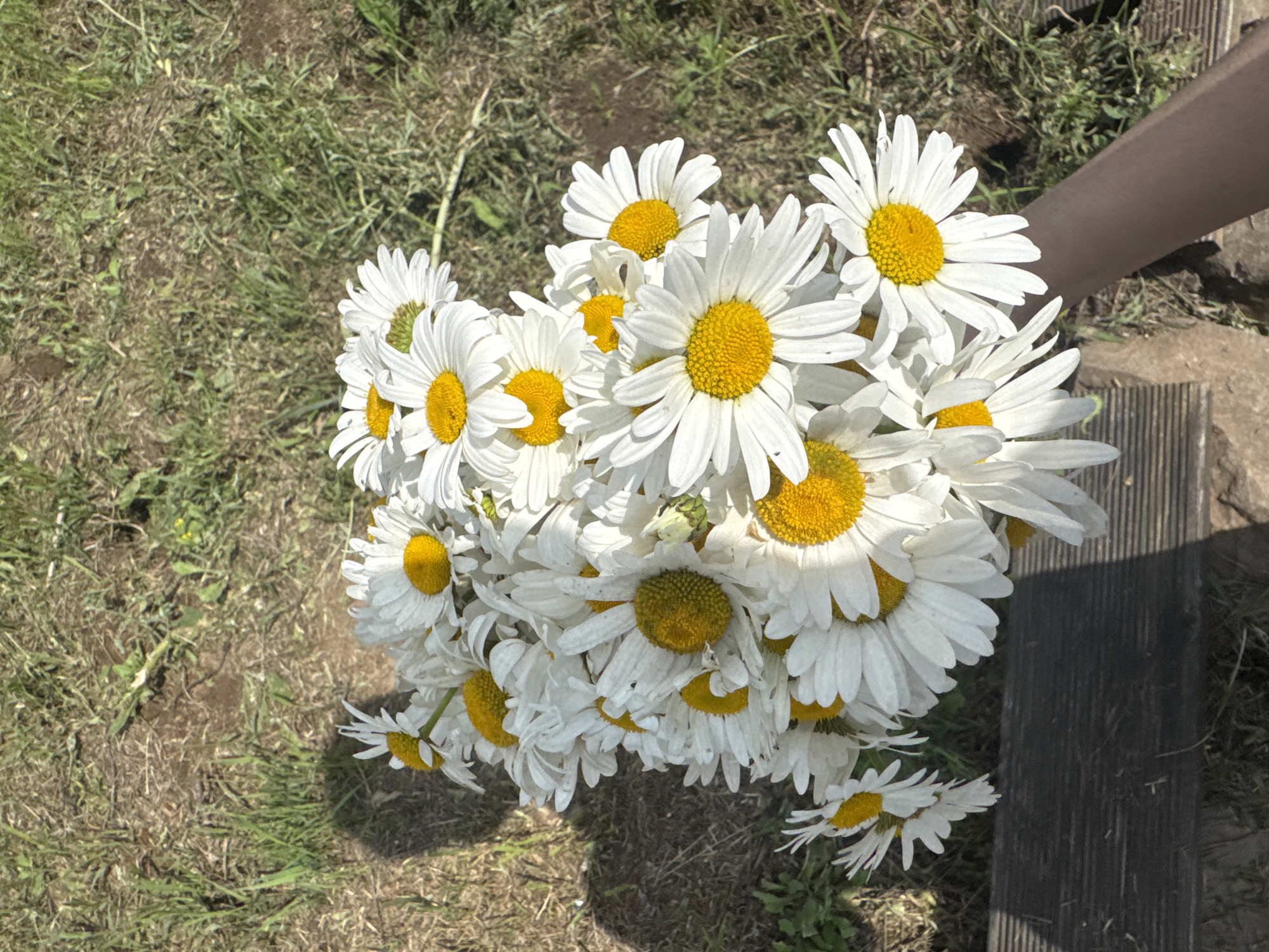 An overhead, eye-level, medium shot captures a bouquet of daisies being held by a person's arm against a backdrop of dry grass and dirt. The daisies, predominantly white with bright yellow centers, are tightly clustered, obscuring much of the background. Some of the daisy petals appear slightly wilted. The arm, which is brown-skinned, extends into the frame from the bottom right, holding the bouquet. A dark, wooden plank or bench is visible in the lower left quadrant of the image, casting a shadow on the ground. The environment suggests an outdoor, possibly rural or park-like setting, with scattered patches of green grass interspersed with dry soil. The lighting indicates a sunny day, as evidenced by the distinct shadow. The location is specified as Pozdyshki, Russia.