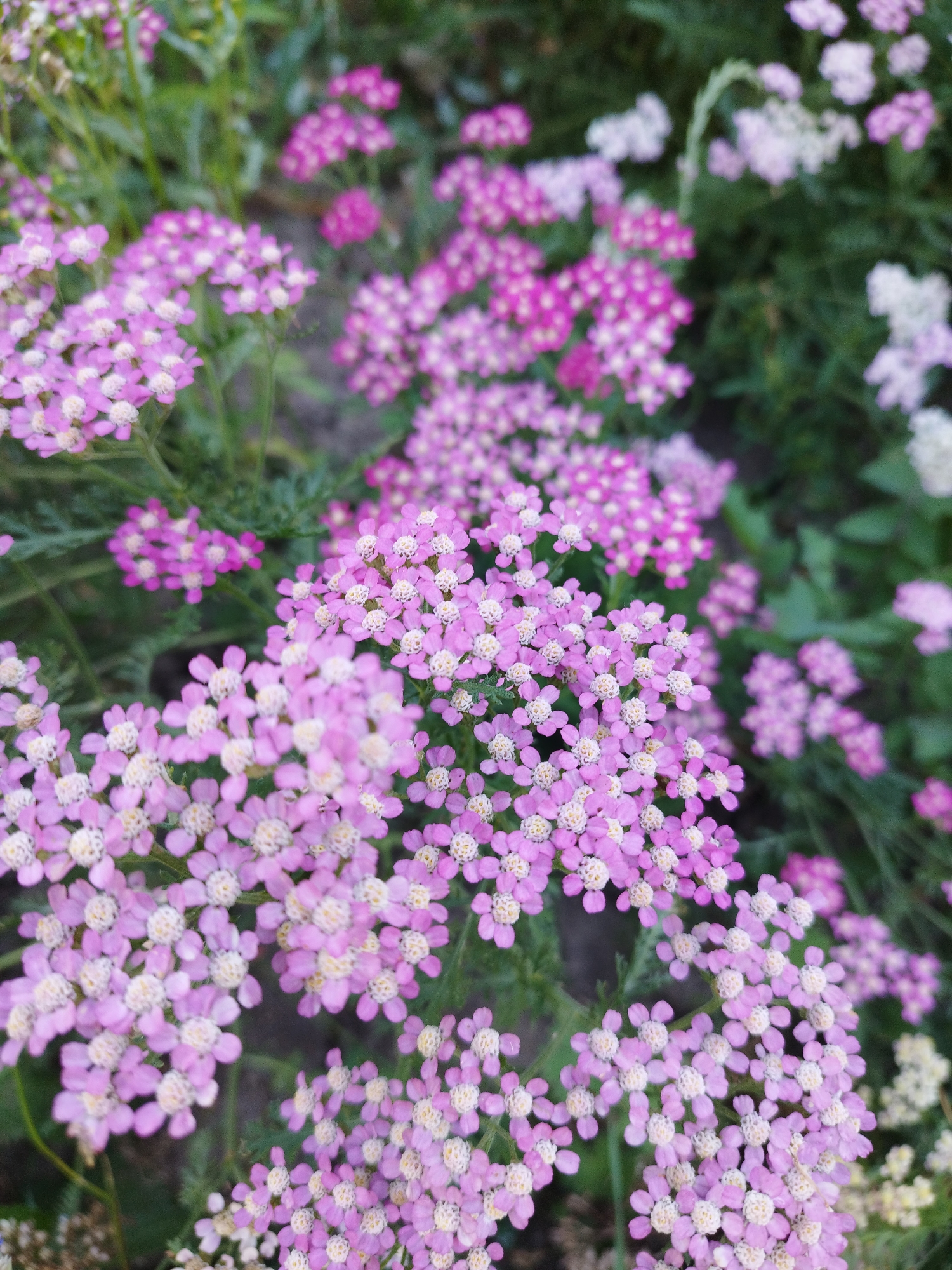 A close-up, high-angle outdoor shot showcases a dense cluster of small, light pink yarrow flowers with white centers. The flowers are arranged in flat-topped clusters, with delicate petals and fuzzy green foliage visible behind and between them. The background is softly blurred, suggesting a garden setting. The scene is consistent with a flowerbed or naturalized planting, potentially found in a park or botanical garden such as the Bucharest Botanical Garden in Romania, known for its diverse flora and well-maintained grounds. The lighting appears natural, possibly from diffused daylight. No people or animals are present in the frame.