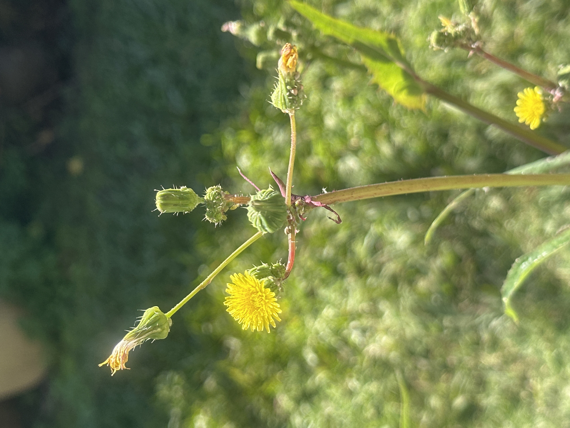 A close-up shot captures a flowering weed with multiple buds and one open yellow flower against a blurred green grassy background, possibly in Thora, Australia. The plant has a thin, red-tinged stem branching out to support a cluster of green, spiky buds and one delicate yellow flower that appears to be a dandelion-like composite. The buds are in various stages of development, with some tightly closed and others partially open, revealing hints of yellow petals. The main flower is fully bloomed, showcasing a bright yellow center surrounded by many thin petals. The lighting suggests it is daytime, with sunlight illuminating the plant and creating a soft bokeh effect in the background. There are no people or animals visible in the frame.