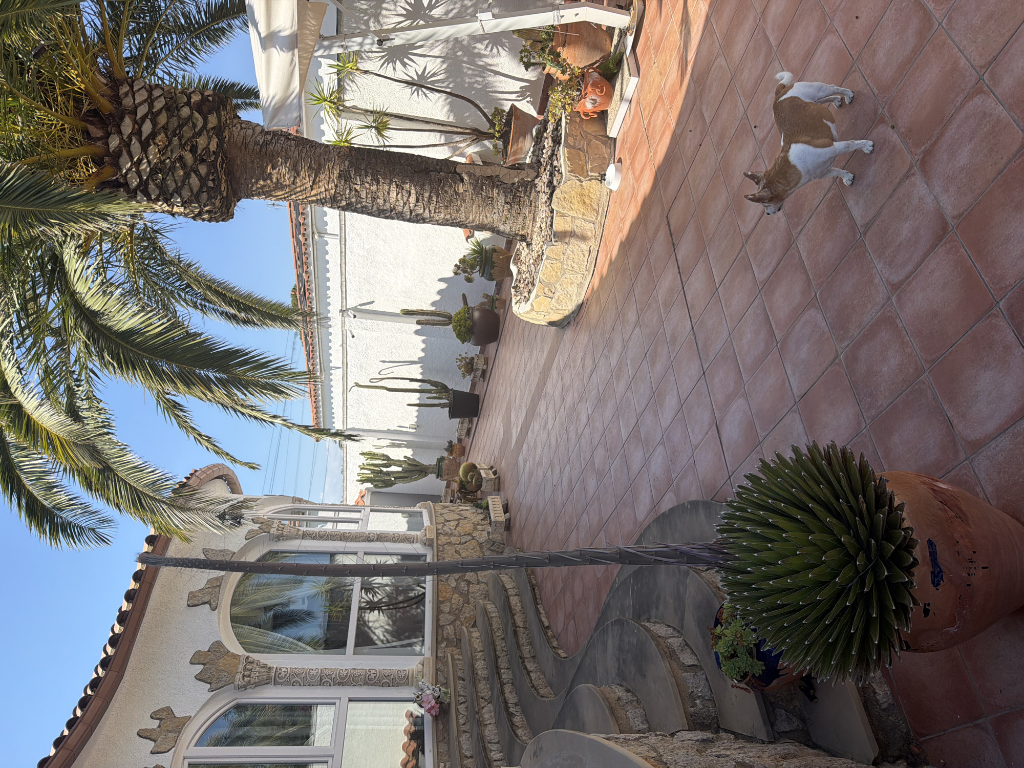 The image depicts a courtyard in Mont-roig del Camp, Spain, featuring terracotta tile flooring, a large palm tree with a stone base, and a white building facade with decorative stonework. A small brown and white dog is present on the tiled area. Various cacti and potted plants are visible, along with a structure that incorporates curved stone elements leading to the building. The sky is blue, and shadows indicate a sunny day.