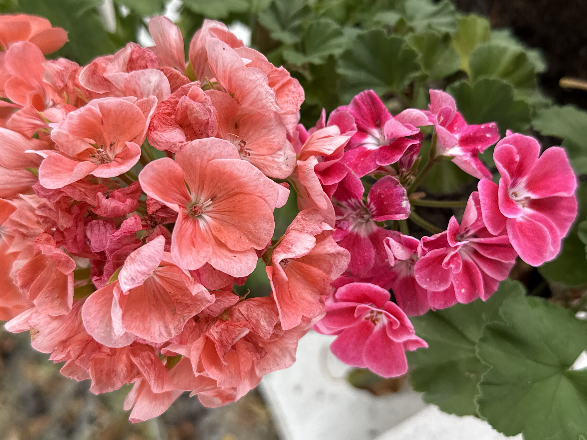 The image shows a close-up view of two clusters of geranium flowers, one in shades of coral and pink, and the other in bright fuchsia. The coral flowers are at the top of the image, with many small petals clustered together, some appearing slightly wilted. Below them, the fuchsia flowers are more open and vibrant, with some white markings in the center of a few petals. Dark green geranium leaves are visible in the background, out of focus, along with hints of a blurred background that could be a garden or outdoor setting. There are no people or specific city landmarks visible, thus the location in Bubuieci, Moldova cannot be determined from the image alone.