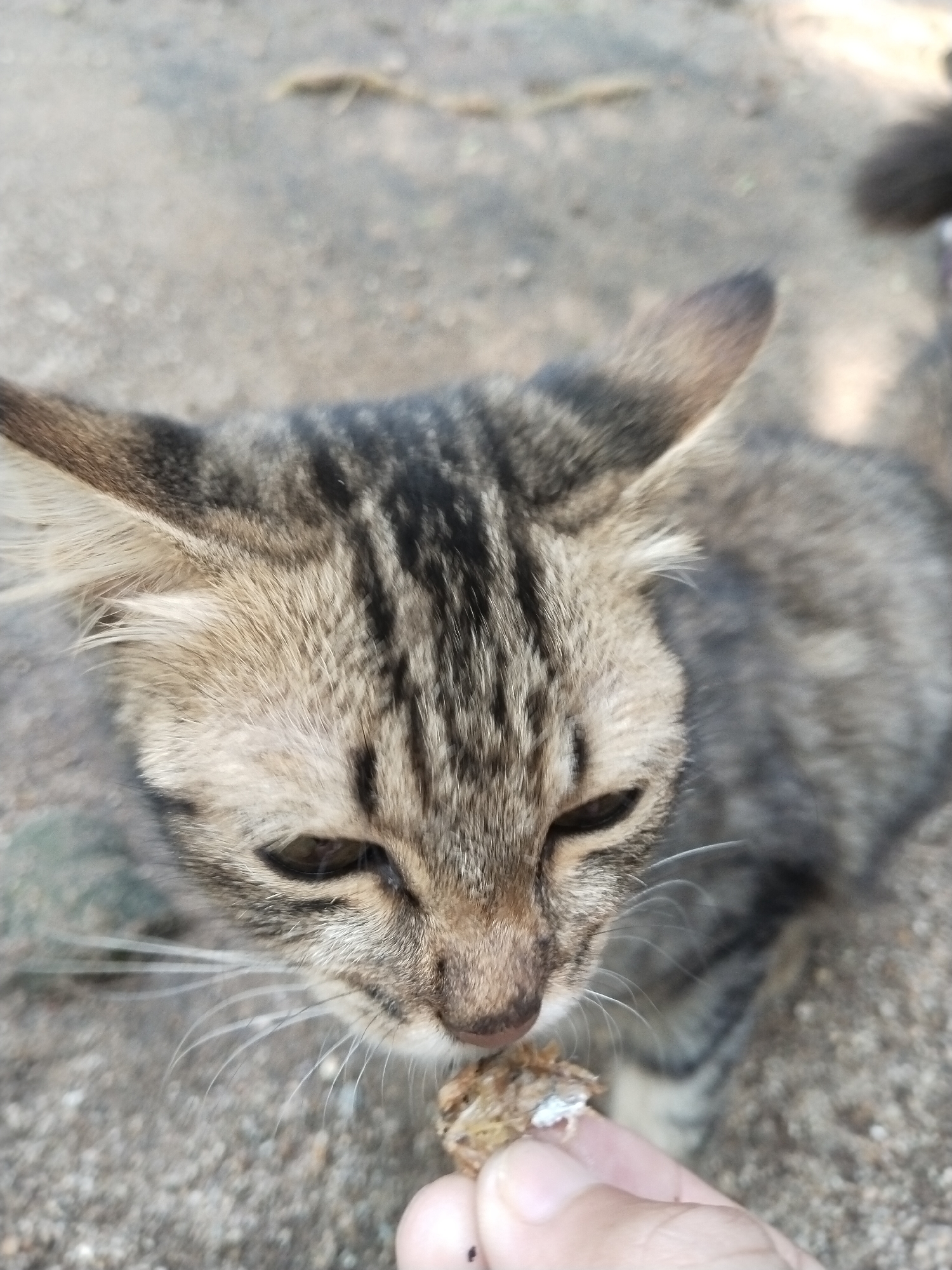 A high-angle close-up shot shows a tabby cat eating from a person's hand. The cat's face is the focal point, with its head tilted downward towards the food. The cat has grey and brown fur with dark stripes on its forehead. Its eyes are half-closed, and whiskers are visible. A human hand is holding a small piece of food, likely meat or fish. The background is a blurry outdoor setting with what appears to be a dirt or gravel surface. The location appears to be a random outdoor setting. No specific city or region is evident in the image.