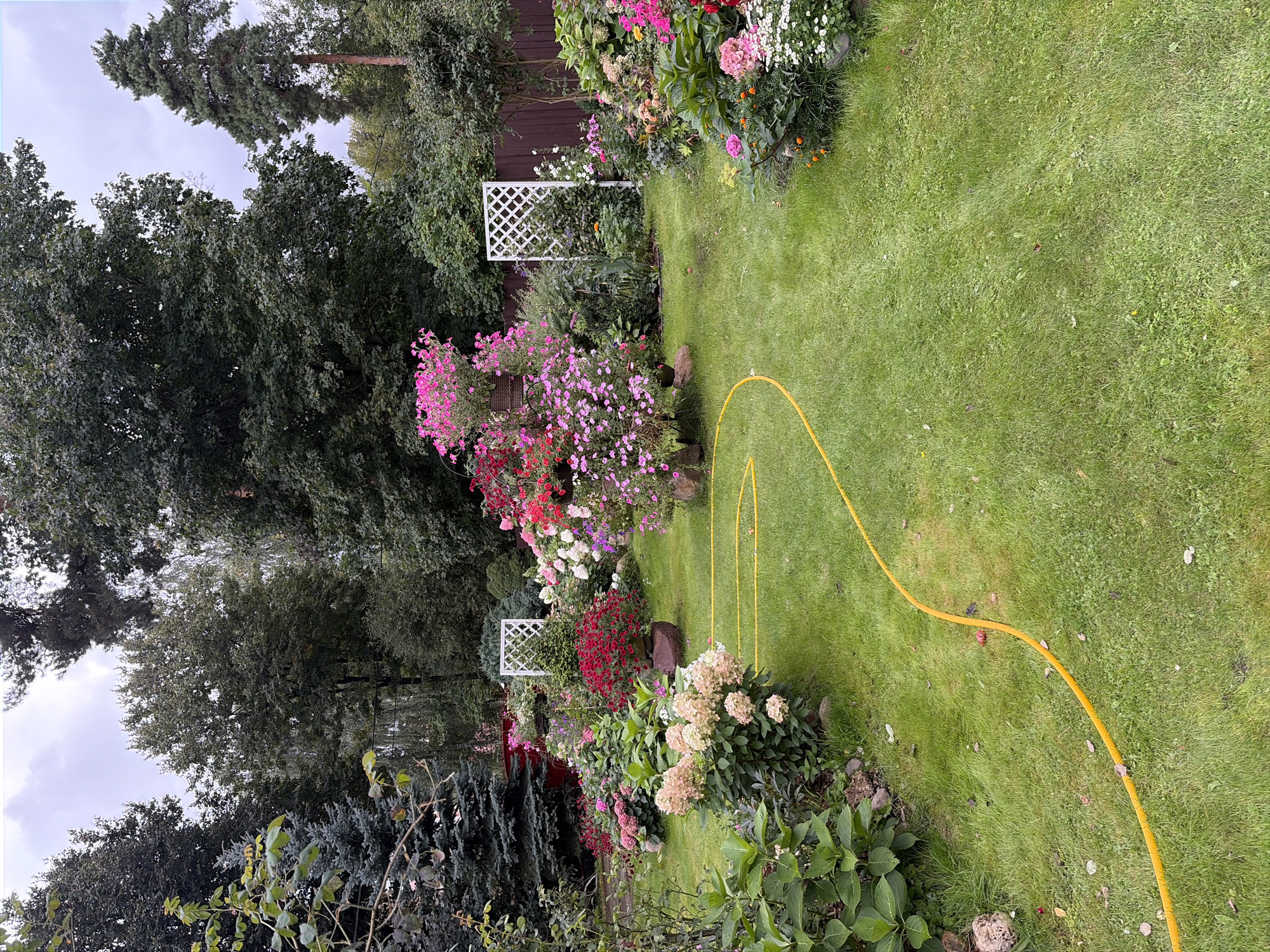 This is a ground-level, full shot of a lush, well-maintained garden, likely a backyard, in Balashikha, Russia. The garden is characterized by vibrant flower beds, a manicured green lawn, and mature trees forming a dense backdrop. A bright yellow garden hose is coiled and extends across the lawn, suggesting recent watering.
In the foreground, to the left, a large hydrangea bush with creamy white blooms is prominent. Adjacent to it, the lawn begins, gently sloping towards the center and right. Scattered on the lawn are a few fallen leaves and small yellow flowers.
The middle ground reveals a dense arrangement of flowering plants in various shades of pink, red, and white, with some plants featuring cascading blooms. Two white lattice garden screens stand amidst the flora, adding architectural interest. Large, rounded stones are strategically placed among the plants, some serving as bases for potted flowers.
The background is dominated by towering trees, including a prominent dark green fir tree on the far left and a tall, slender pine tree on the right. The sky is overcast with a pale, diffused light. The overall impression is one of a serene, cultivated outdoor space, potentially on a temperate day given the lush greenery. There are no people or animals visible in the scene.
