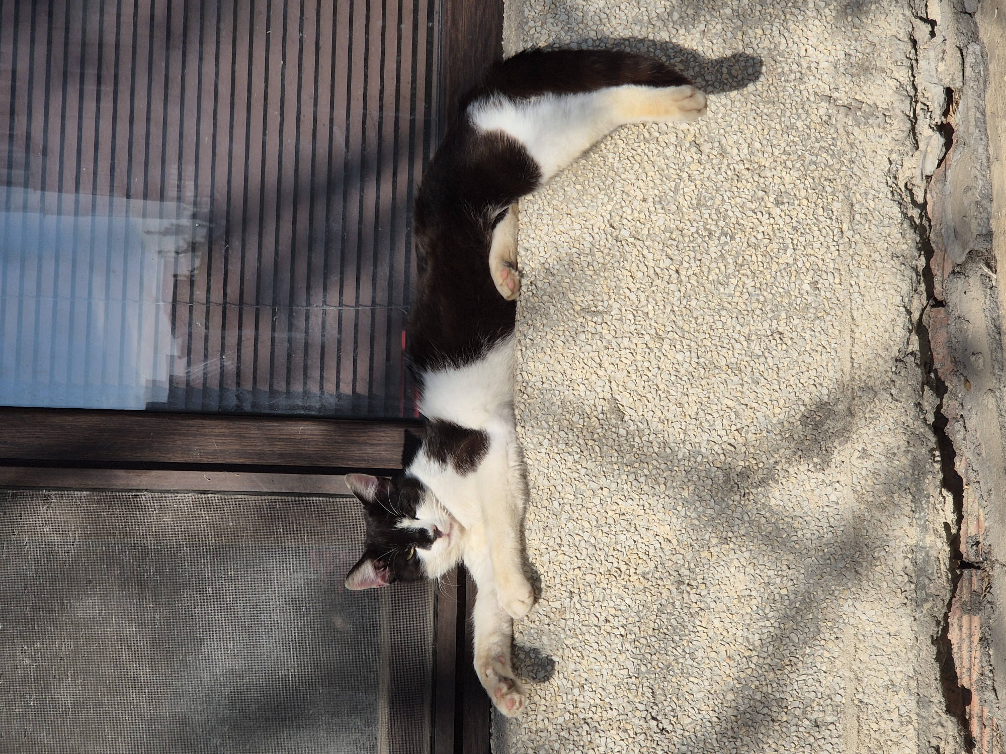 The image captures a black and white cat stretched out horizontally across the frame, basking in bright sunlight. The cat, with predominantly black fur on its back and head, and white fur on its belly, chest, and paws, has its head turned towards the viewer, revealing yellow-green eyes and a small black mark above its nose. One of its front paws is extended forward, showcasing visible pink toe beans.
The scene appears to be the exterior of a building in Pavlikeni, Bulgaria. The cat is resting on a textured, light-colored gravelly wall surface on the right side of the frame. This wall shows signs of wear, with some areas revealing red brick underneath. To the left, the cat's body is positioned alongside a dark wooden window or door frame. The upper portion of the window features vertical brown slats and reflects a light blue color, while the lower section below the cat's body is covered by a mesh screen.
The strong, direct sunlight casts distinct shadows on the wall and partially on the cat, indicating a clear, sunny day. The cat appears relaxed and comfortable, seemingly enjoying the warmth. There is no visible text in the media file.