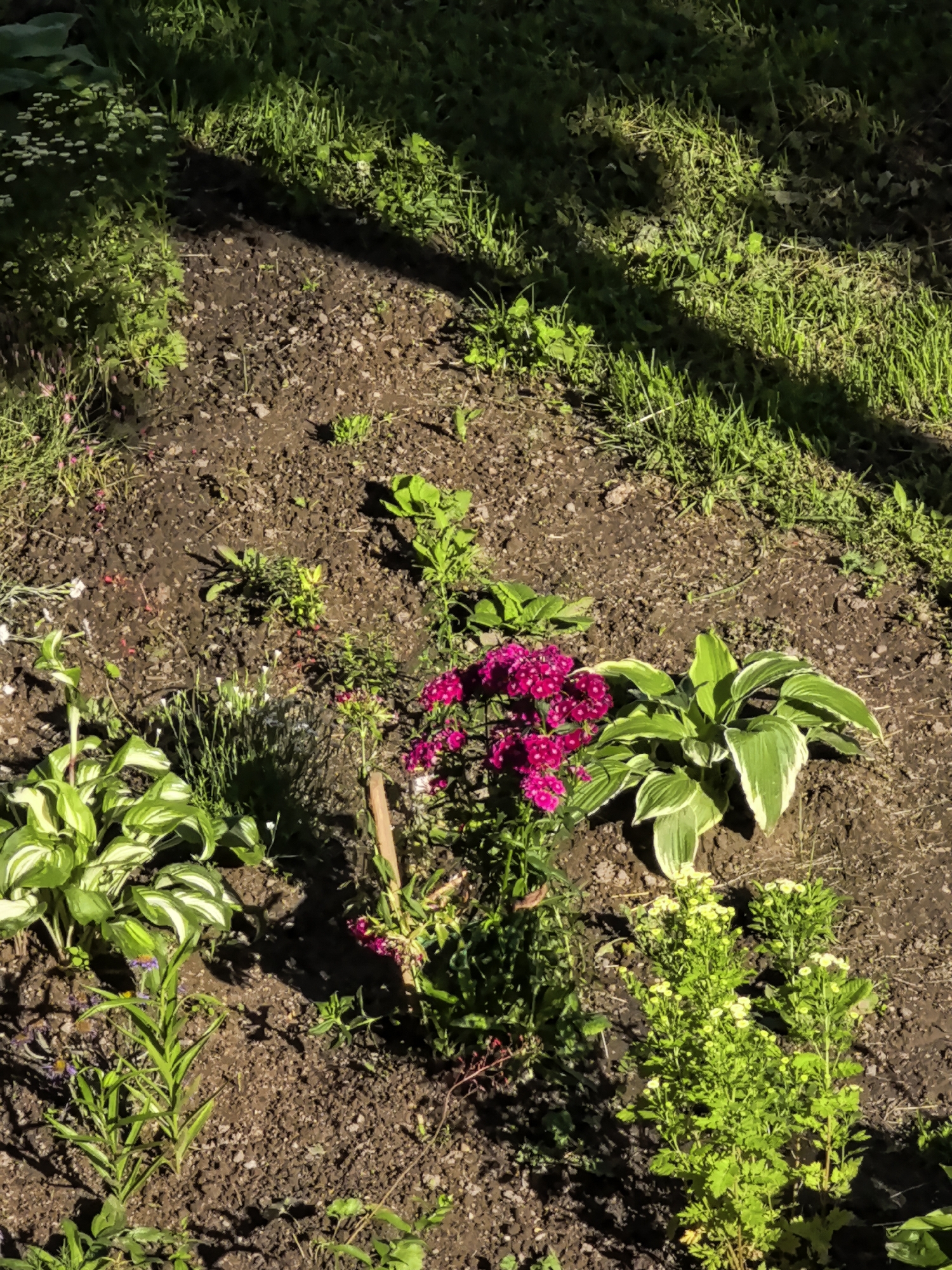 The image shows a top-down view of a garden bed with various plants and soil. In the foreground, a hosta plant with variegated green and white leaves is visible. To its left, a smaller plant with thin green stems and small purple flowers is growing. To the right of the hosta, a cluster of bright pink flowers is in bloom. Further to the right, a bushy plant with small yellow flowers is present. The soil in the garden bed is dark brown and appears to be slightly moist. In the background, a patch of green grass is visible, with some dappled sunlight filtering through. There are no people or animals in the image.