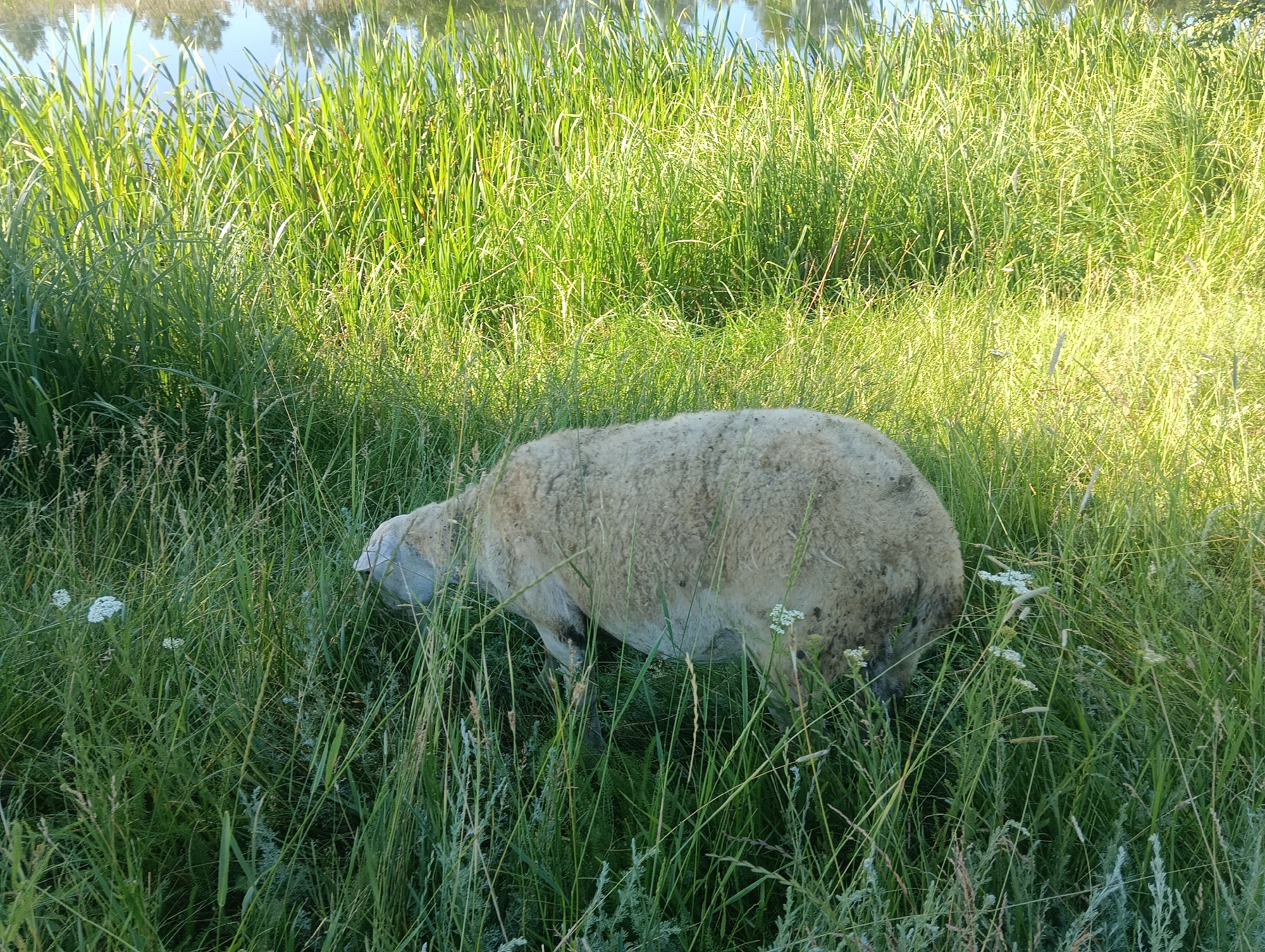 A sheep with light-colored wool is grazing in a field of tall green grass near a body of water. The sheep is positioned in the center of the frame, facing to the left with its head down, presumably eating. The grass is dense and varied in height, with some taller reeds or stalks closer to the water's edge, which is visible in the upper portion of the image. The water reflects the sky and possibly some trees from the opposite bank. The lighting suggests it is daytime, with sunlight casting a warm glow on the grass. There are no people visible in the image.