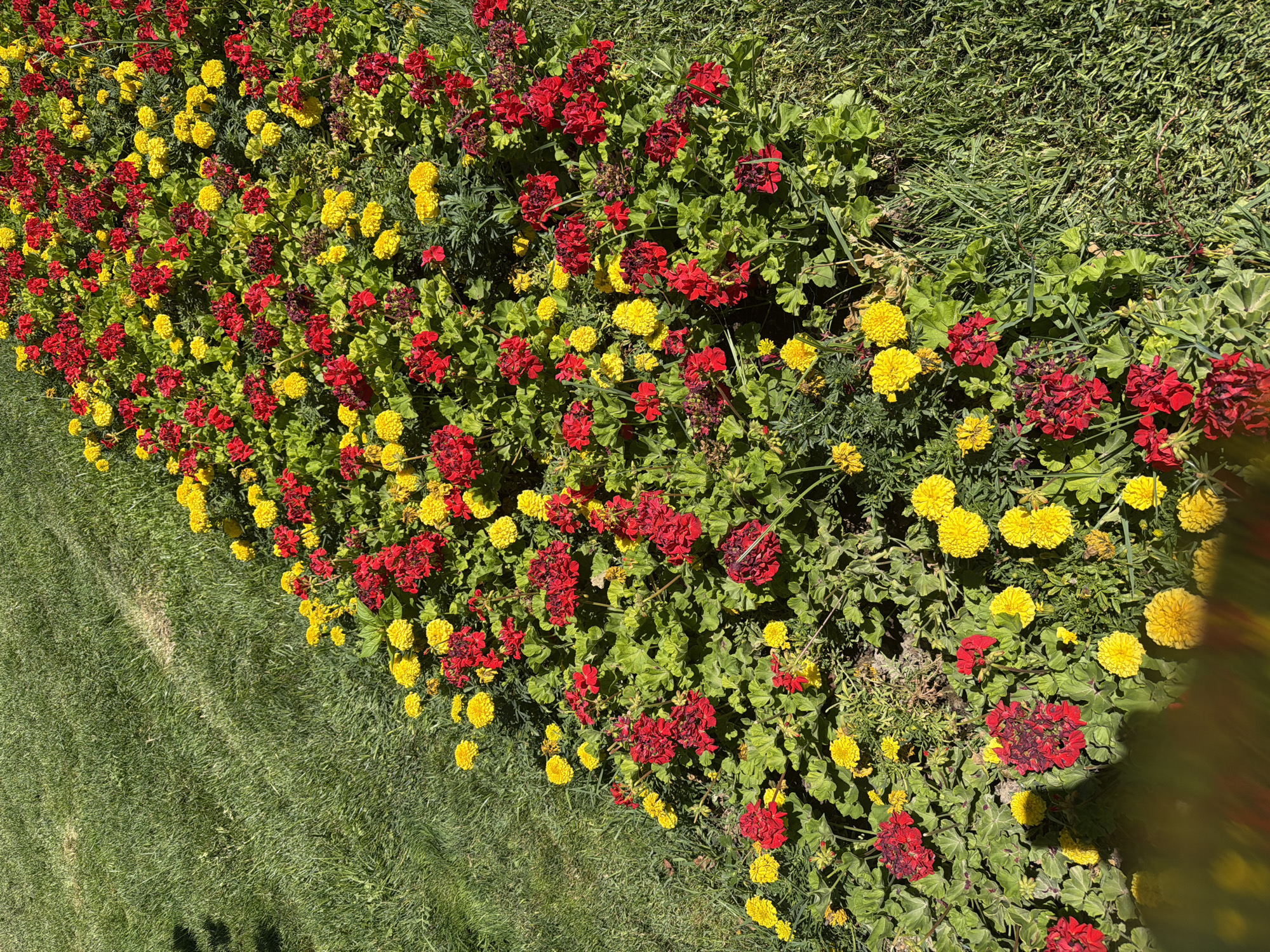 A flower bed filled with red and yellow flowers is visible in the foreground of the image, bordered by green grass. The flowers are arranged in rows, creating a vibrant pattern. The red flowers appear to be geraniums, while the yellow flowers are likely marigolds. The grass is neatly manicured, suggesting it is part of a park or garden. The lighting indicates it is daytime. The scene appears to be located in a city, possibly a public space. The specific location in Zangiata, Uzbekistan, is not explicitly depicted in the image, but the general setting suggests an outdoor urban environment.