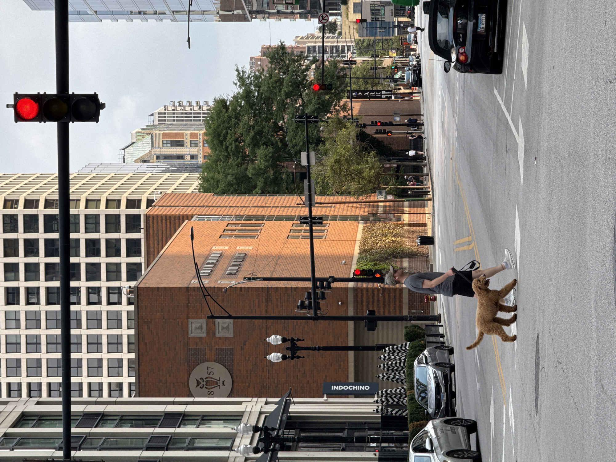 The image captures a street scene in Chicago, USA. A man, wearing a grey t-shirt, black shorts, a baseball cap, and white sneakers, is walking a brown dog across a crosswalk. The dog appears to be a goldendoodle. The man is holding a leash attached to the dog. Cars are visible on the street, including a silver sedan and a black convertible BMW. Buildings line the street, some with modern glass facades and others with brick exteriors. Traffic lights are present, and at least one is showing a red signal. Trees and streetlights are also part of the urban landscape. The sky is overcast. The setting appears to be a commercial or mixed-use area of the city.