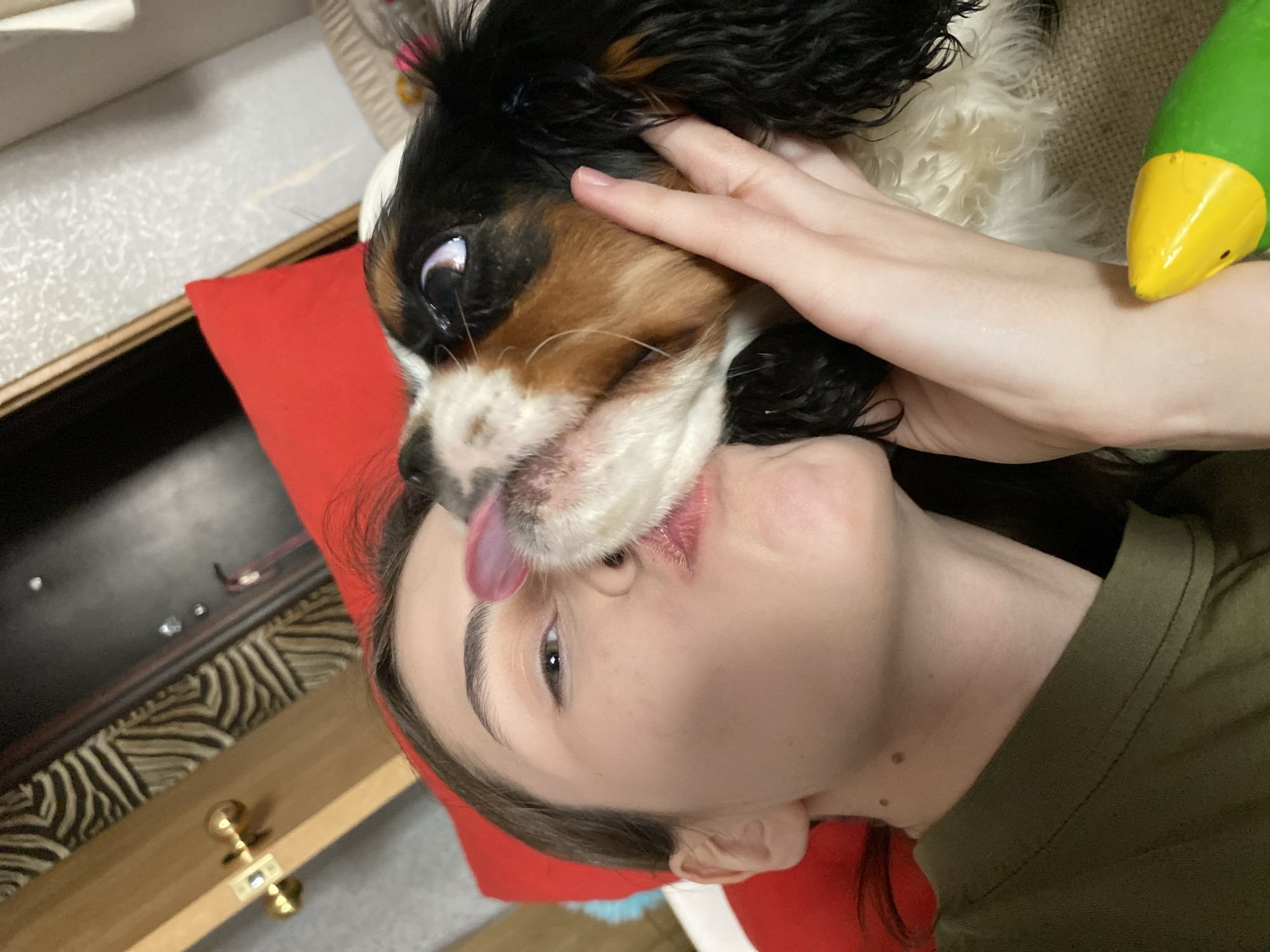 This close-up image captures an intimate moment between a woman and a tricolor Cavalier King Charles Spaniel. The dog, with its black, tan, and white fur, is actively licking the woman's face, specifically her chin and mouth, with its tongue fully extended. The woman has her right hand gently placed on the dog's head, indicating a close and affectionate bond.
The woman has dark hair and her left eye is visible, showing a calm expression. She is wearing a dark olive-green t-shirt or top and appears to be resting on a red pillow or cushion.
The setting is indoors, with various household items in the background. To the left of the woman's head, part of a wooden furniture piece, possibly a drawer or cabinet, with a brass handle is visible. An area with a zebra-stripe pattern is also discernable next to the furniture. Above the dog's head, a textured light-colored surface can be seen. In the upper right corner, a green and yellow toy, resembling a rubber duck or a bird, is partially visible.
The overall scene conveys warmth, affection, and playfulness between the pet and its owner. There is no visible text in the image. This affectionate interaction takes place in Votkinsk, Russia.