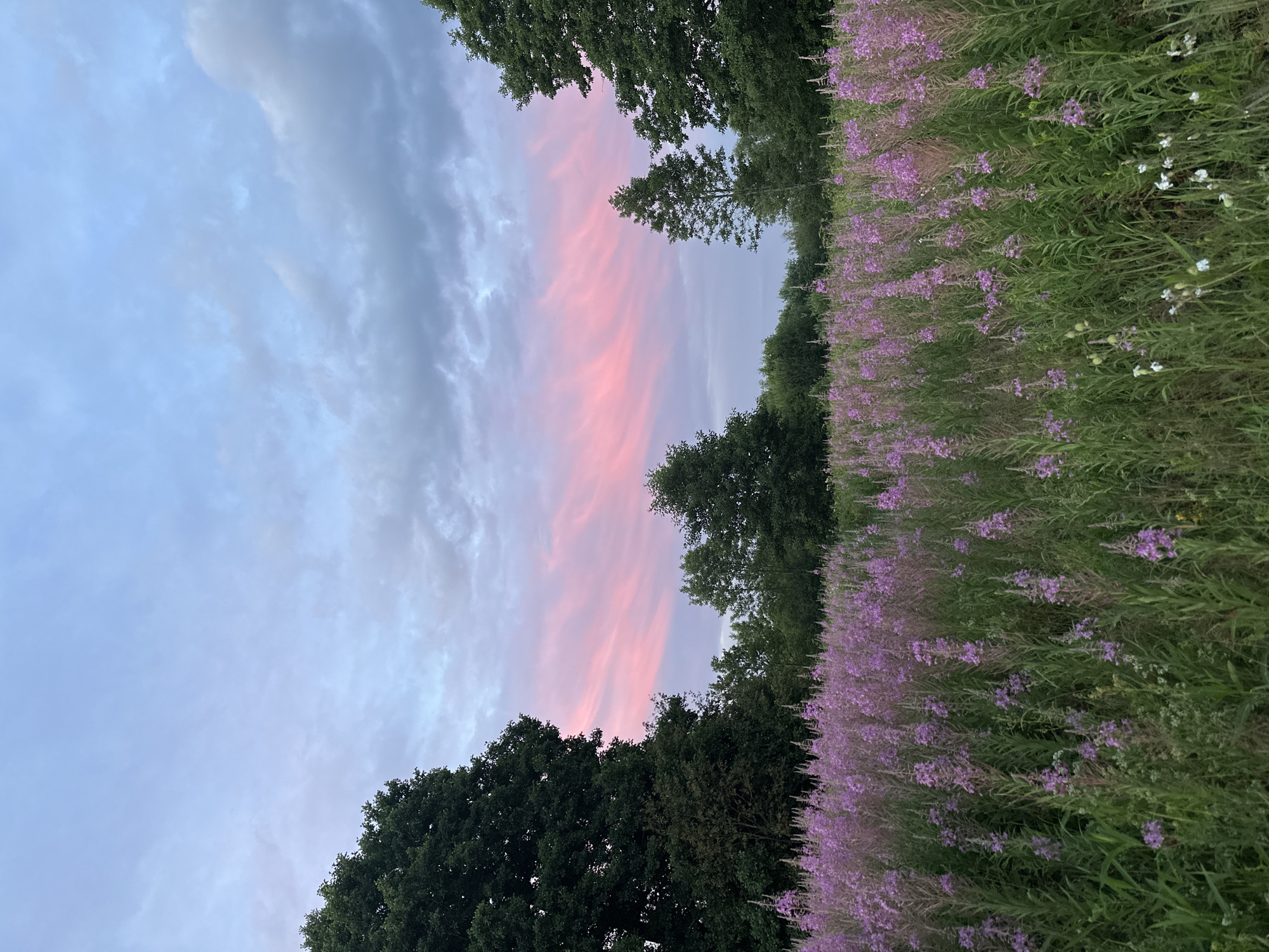 This image depicts a field of blooming purple flowers, likely fireweed, stretching towards a treeline under a twilight sky. The sky features a gradient of soft blues and grays, highlighted by streaks of vibrant pink clouds. Large, dark green trees frame the left and right sides of the scene, with smaller trees and foliage forming a backdrop. The foreground is densely populated with tall, slender plants topped with clusters of purple blossoms, interspersed with greener vegetation. The ground appears to be covered in grass and other low-lying plants. There are no people or animals visible in the image. The setting suggests a natural outdoor environment, possibly a meadow or undeveloped area within or near Тумілавіцкі сельскі Савет, Belarus.