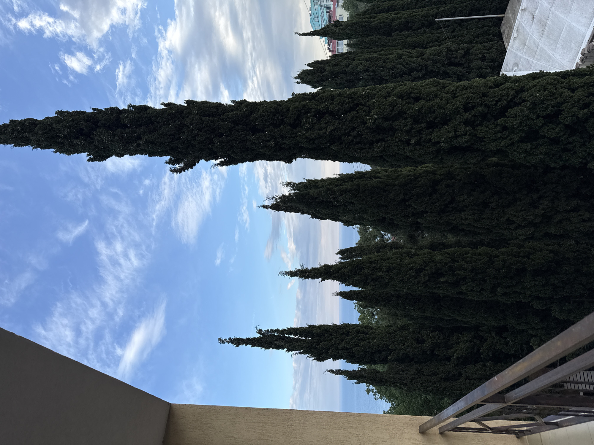 The image shows a view from a balcony. A row of tall, dark green cypress trees rises towards a sky filled with wispy, white clouds on a blue background. In the distance, the tops of buildings can be seen. The balcony has a beige wall and a dark metal railing. The location is in the city of Кореизский поселковый совет, Ukraine.