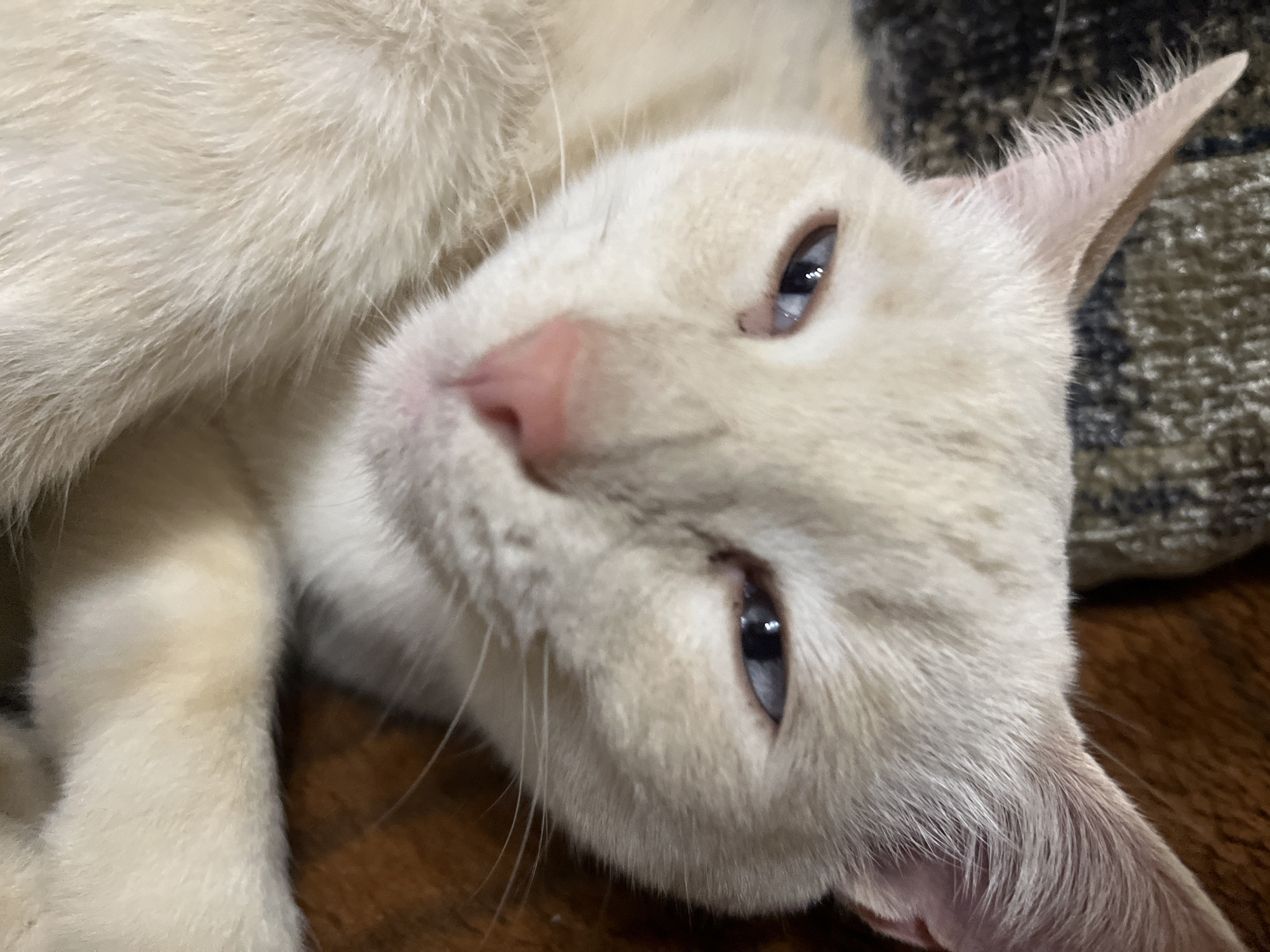 The image shows a close-up of a cream-colored cat with blue eyes. The cat's eyes are partially closed, and its nose is pink. The cat appears to be lying down on a brown and patterned surface. There is no indication of the city of Abalakovo, Russia, or any human presence.