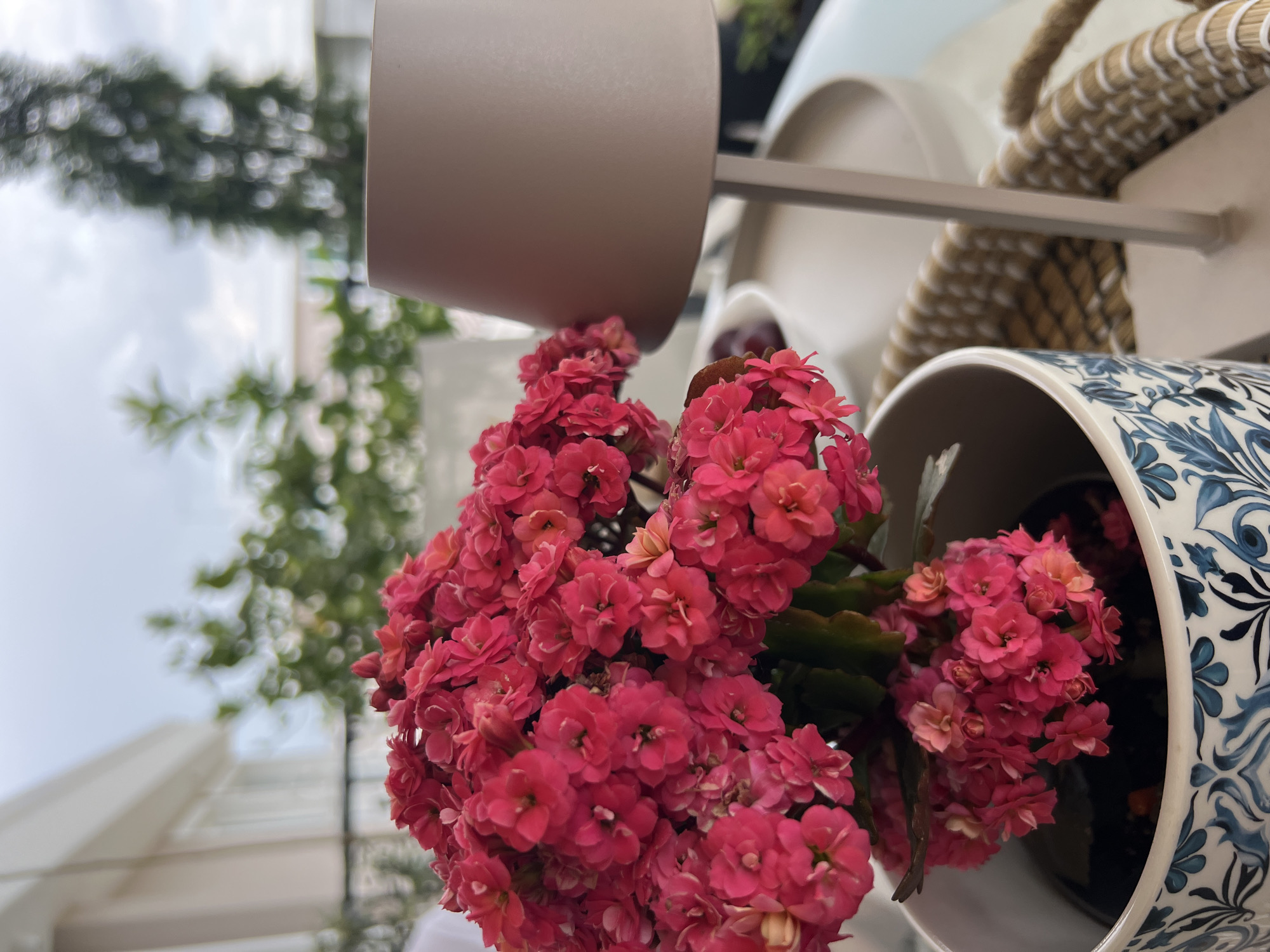 A close-up, tilted shot displays vibrant pink Kalanchoe blossfeldiana flowers in a flower pot display, potentially within the city of Plovdiv, Bulgaria. The flowers are densely clustered, showcasing shades of pink. The surrounding flower pot display includes a variety of pots; a plain grey pot is positioned above the flowers, a white and brown pot with rope detail can be seen, and a blue and white patterned pot is partially visible on the right. These pots are supported by a thin grey metal frame. The background reveals blurry building and tree foliage, suggesting an outdoor urban environment with green space. The sky appears cloudy and bright, which indicates either an overcast day or a morning. The photo's angle gives a sense of the height of the flower pot display.