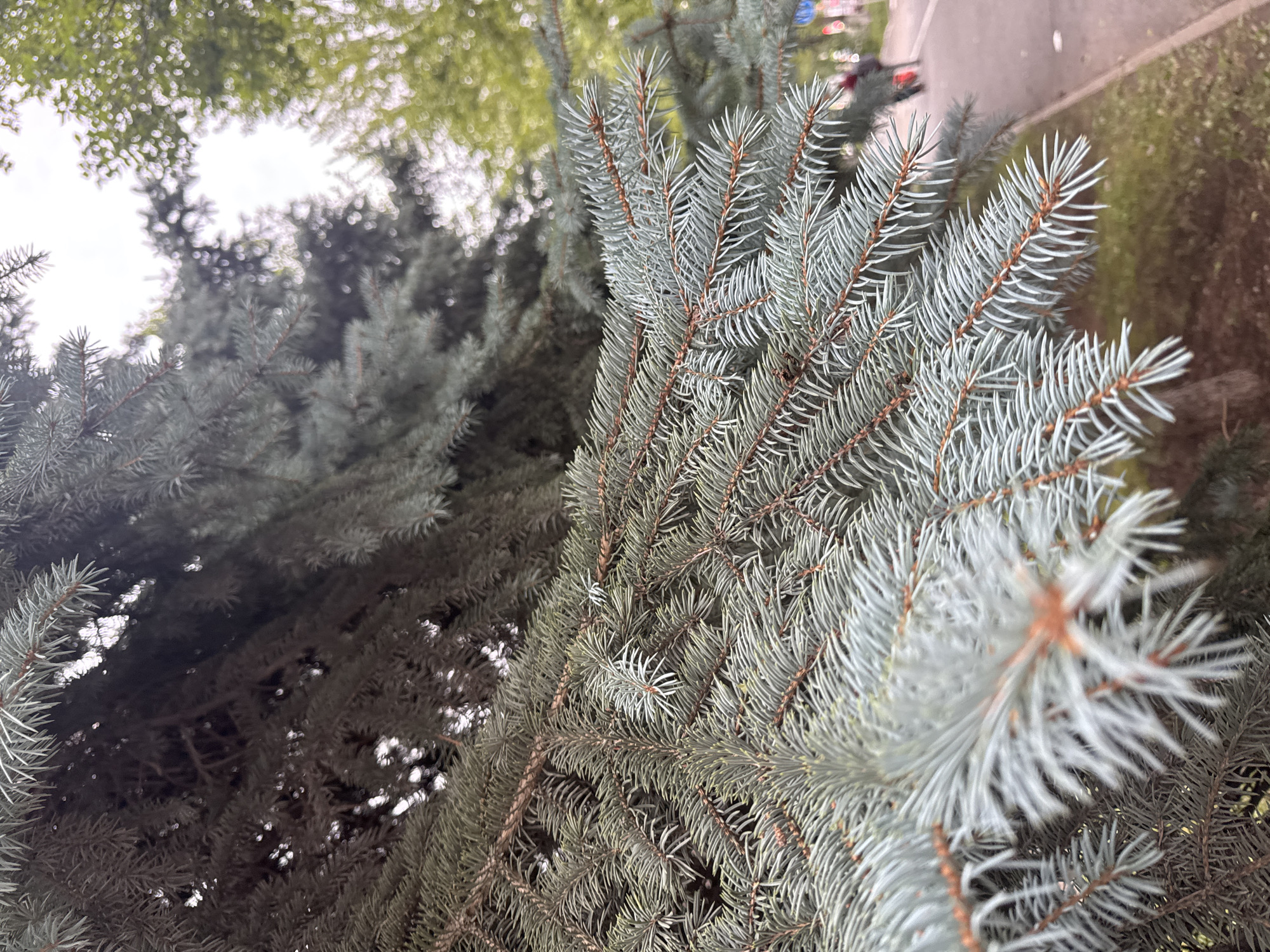 The image depicts a close-up view of the branches and needles of a blue spruce tree, with the background blurred to show a park-like setting. In the distance, a paved pathway is visible, with two indistinct figures walking away from the camera. The pathway is bordered by grass and trees. The sky above is overcast. The overall scene suggests an outdoor urban environment, possibly a park or a residential area in Ufa, Russia, during daylight hours.