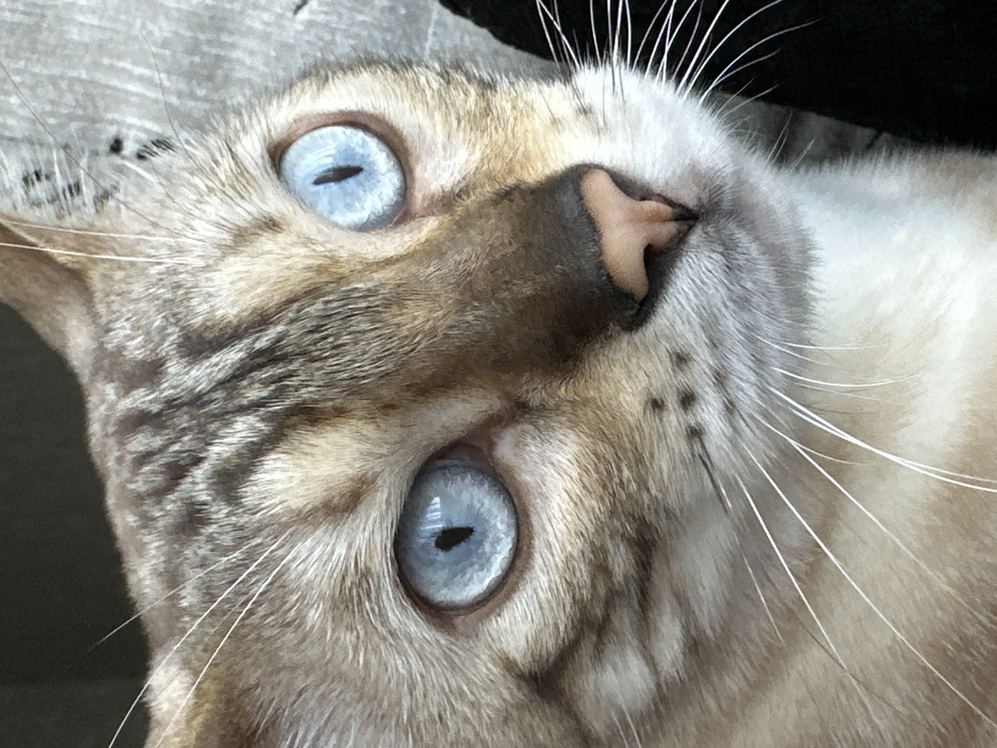 This is a close-up, headshot photograph of a domestic cat with striking blue eyes. The cat has tabby markings in shades of brown and tan on its fur. Its whiskers are prominent and white. The background is out of focus and appears to be a neutral, textured surface. There is no identifiable location in the city of Energetik, Russia, nor any people or specific actions depicted.