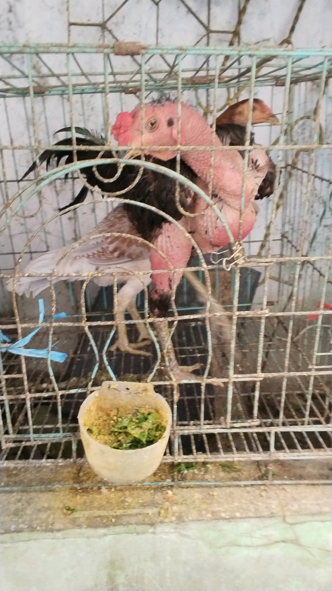A rooster is housed in a metal cage in Penompo, Indonesia. The rooster has pink skin on its head and neck, black and white feathers on its body, and yellow legs. It is standing in the cage with its head turned to the side. In the foreground, a small feeder with green food is attached to the cage. The background is a light-colored wall with a wire mesh pattern.