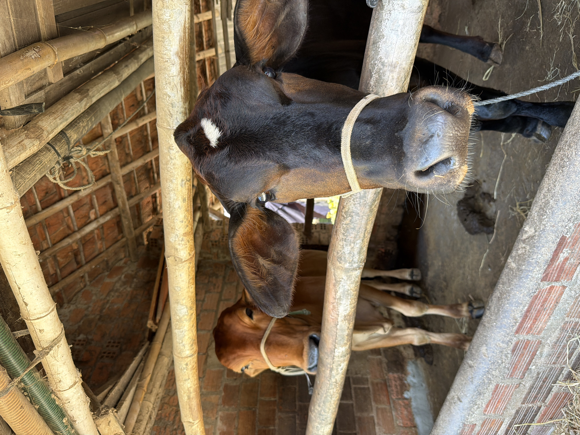 The image displays a close-up, vertically oriented view inside a rustic enclosure, likely a cattle shed, in Bình An, Vietnam. The primary subject is a dark brown cow with a distinctive white, almost diamond-shaped, patch of fur on its forehead. Its head and neck are prominently featured in the foreground, with a light-colored rope tied around its neck. The cow's muzzle and whiskers are clearly visible, and its eyes appear calm.
In the background, behind the main cow and partially obscured by vertical bamboo poles, a smaller, lighter brown cow or calf can be seen. This second animal also appears to be tethered by a rope around its neck.
The enclosure itself is constructed from rough-hewn bamboo poles, which serve as structural elements. The walls are made of red bricks, and the ground appears to be dirt or dried mud. In the upper left corner, several horizontal bamboo poles forming part of the roof structure are visible, along with some spiderwebs. A corrugated pipe, possibly for drainage or wiring, is also seen near the base of one of the bamboo poles on the left. The scene is brightly lit, suggesting it is daytime. No discernible text is visible within the image. The overall impression is that of a functional, simple farm or smallholding setup.