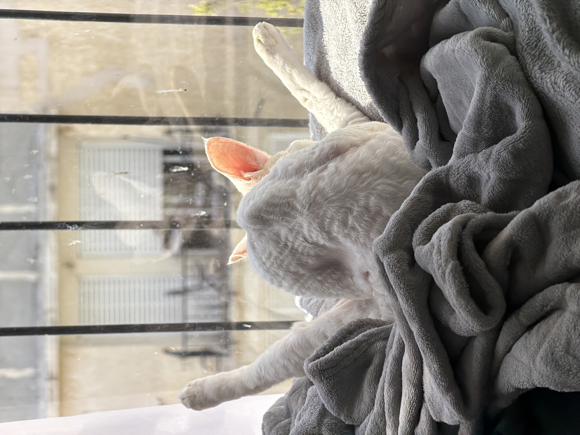 A white, curly-haired cat is looking out a window covered in a gray blanket. The cat's legs and paws are visible. The window looks out onto a building in Ramat Gan, Israel. The window has horizontal bars.
