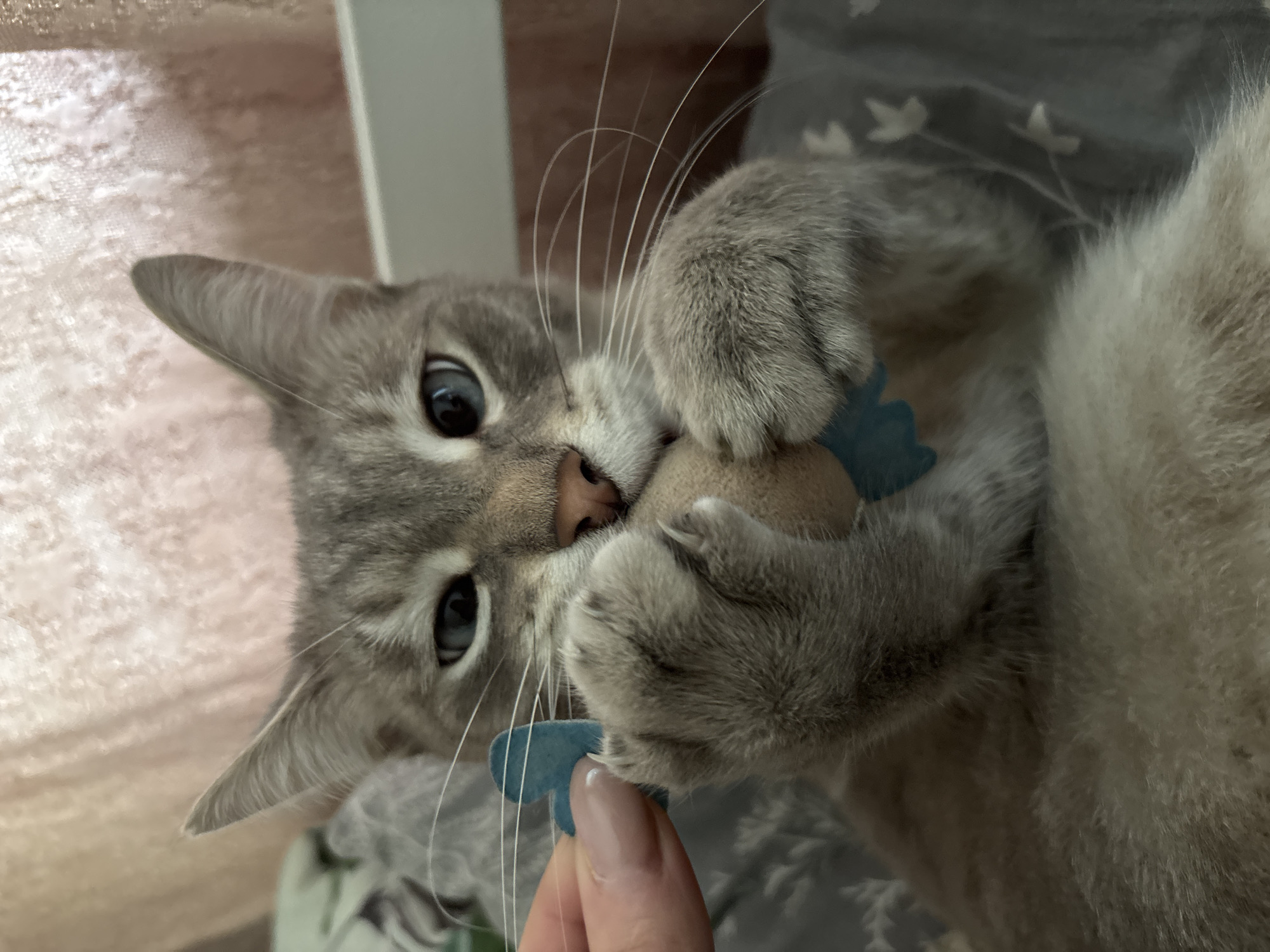 The image shows a close-up of a light gray tabby cat with blue eyes, playing with a toy. The cat is holding a tan-colored object in its paws, which has blue butterfly-shaped accents. A person's hand, with light-colored nail polish, is also visible, appearing to interact with the toy. The background consists of soft, textured pink fabric, possibly a blanket or curtains, and a light-colored surface, possibly a bed or sofa, with a gray patterned fabric. The lighting appears to be natural and soft, suggesting an indoor setting. There are no discernible details in the image that would indicate its location within Krasnoyarsk, Russia.