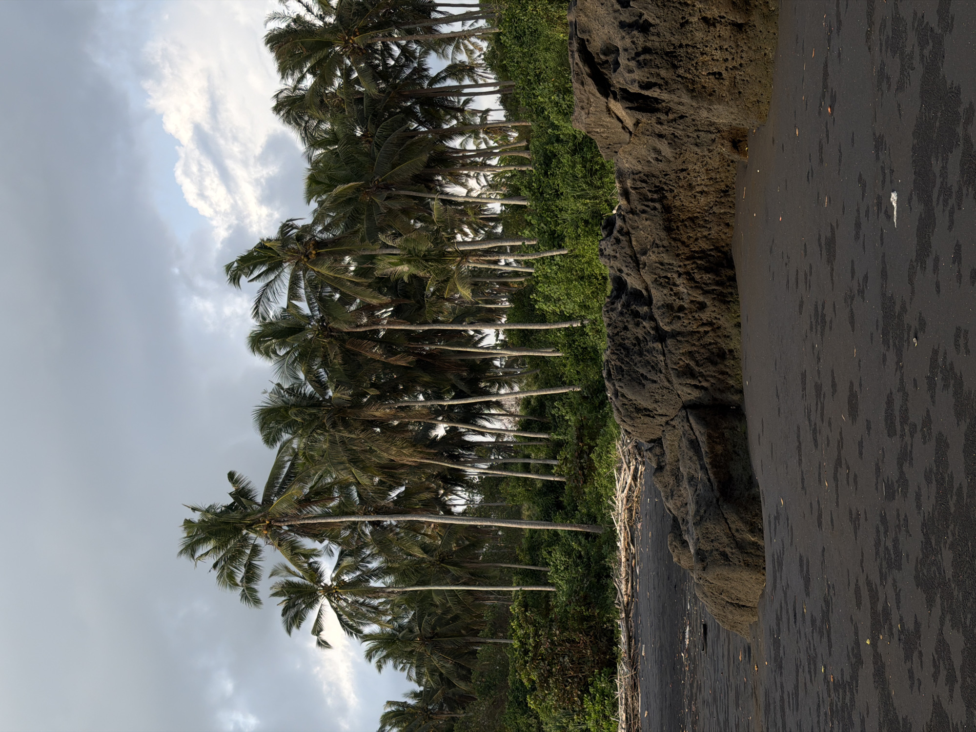 The image depicts a view of a tropical beach with a dense line of palm trees in the background, located in Selemadeg, Indonesia. The foreground is dominated by dark, wet sand and a large, dark, textured rock formation. A few pieces of driftwood are scattered on the sand near the waterline. The palm trees are tall and slender, with fronds reaching towards a cloudy sky. The vegetation behind the trees is lush and green. The scene appears to be captured during the late afternoon or early evening, with soft, diffused light. There are no people or animals visible in the frame.