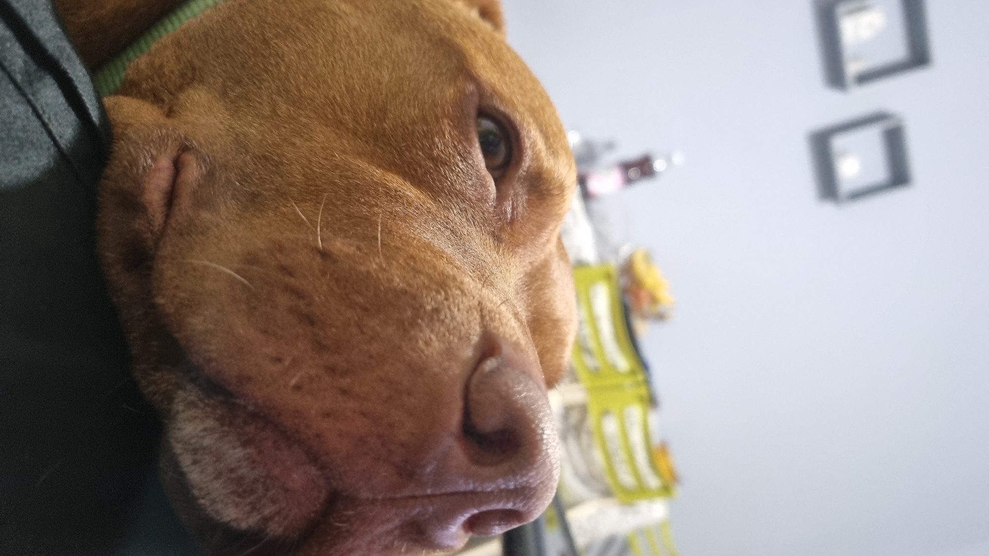 Close-up of a brown dog's face with a green collar. The dog's nose is prominently displayed and the eye is visible. The background includes a grey wall and blurred objects.