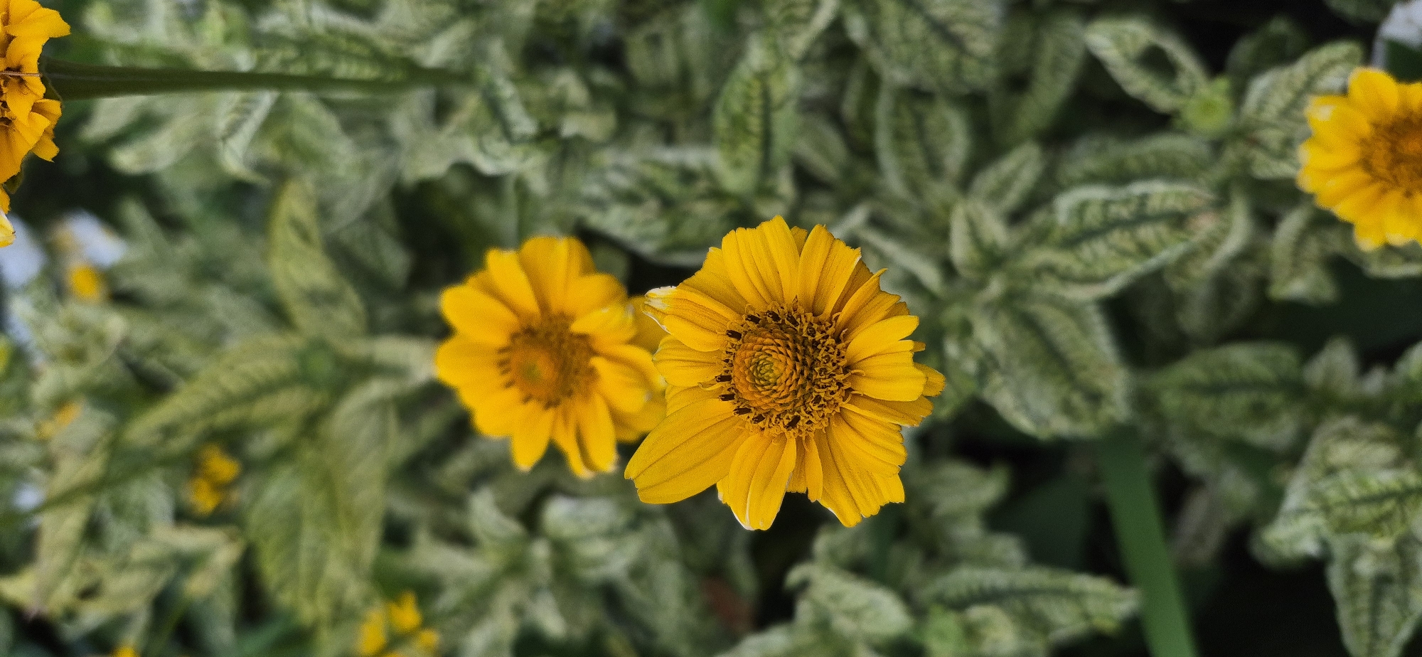 The image is a close-up, vertical shot of two bright yellow flowers with dark centers, set against a blurred background of variegated green and white leaves. The foreground flower is sharply in focus, revealing the intricate details of its petals and center. The second flower, positioned behind and slightly to the left of the first, is softer and out of focus. The overall impression is one of natural beauty and delicate floral composition. The image does not contain any elements or contextual clues to suggest a specific location within the city of Ussurijsk, Russia, or any other geographical area.