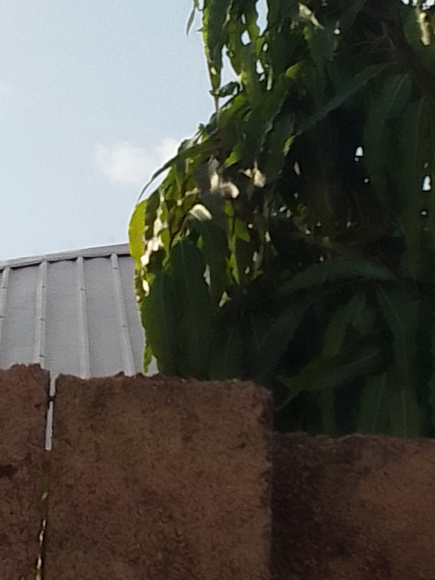 The image depicts an outdoor scene with a portion of a corrugated metal roof visible in the upper left quadrant, partially obscured by dense green foliage. The roof appears to be a light gray color. In the foreground, a textured, rough brown surface, possibly a wall or fence, runs horizontally across the bottom of the frame. The foliage, belonging to a tree, is dark green and appears lush, with some leaves catching the light, suggesting sunlight filtering through. The sky is a light blue with a small, wispy white cloud. The overall impression is of a bright day, likely morning or afternoon, with the sun illuminating the scene. The image is taken from a low angle, looking upwards towards the foliage and sky. There are no people or animals visible. The composition focuses on the interplay of natural elements (foliage, sky) with man-made structures (roof, wall). The texture of the brown foreground element is prominent, providing a tactile contrast to the smoother metal roof and the softer leaves.