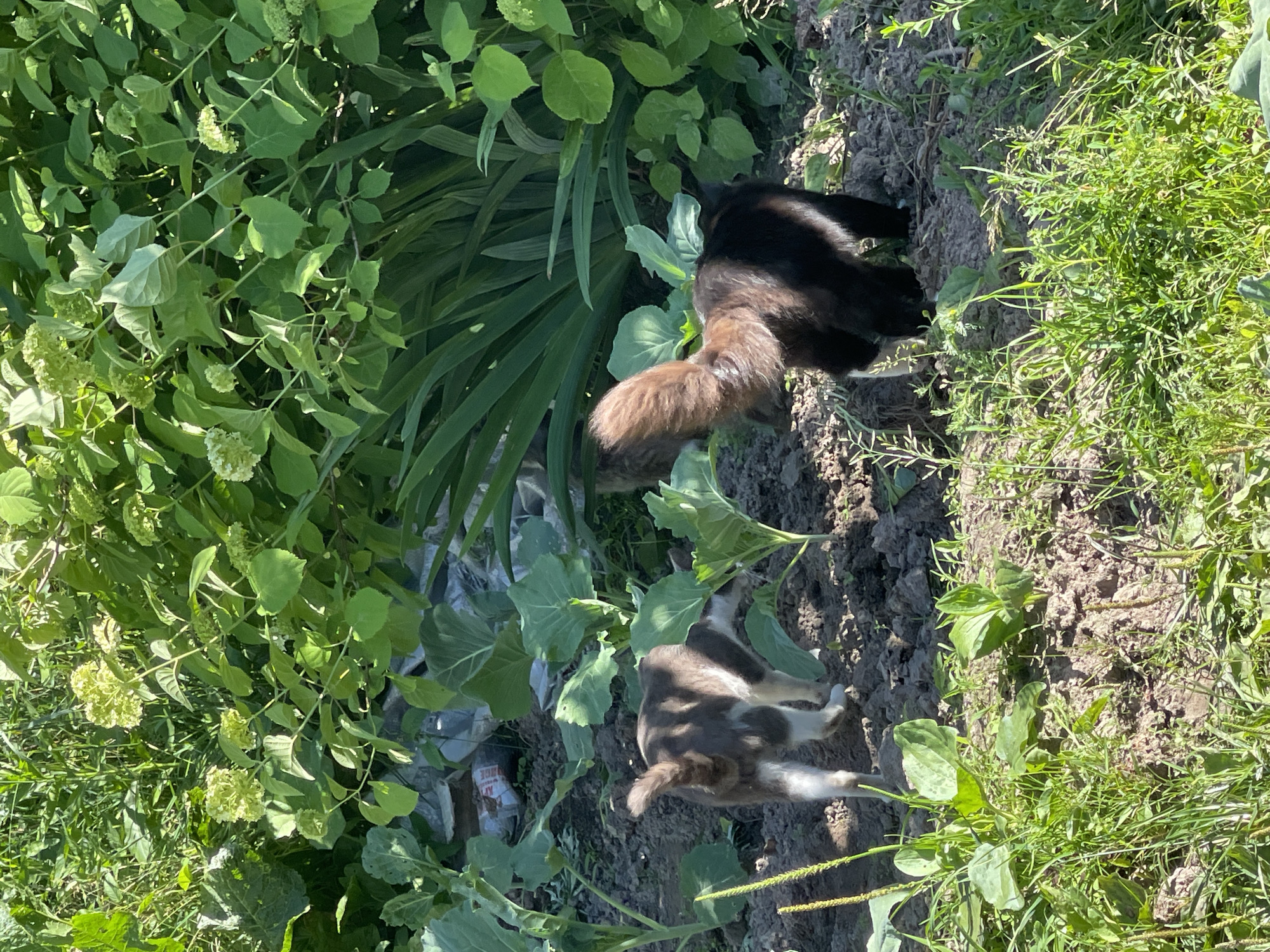 Two cats are in a garden. One cat, predominantly brown and white, is facing away from the camera, with its tail in the air. The other cat, mostly black with some white markings, is also facing away from the camera, with its tail held high and bushy. They are in a patch of dirt with green plants growing around them. In the background, there are larger green leafy plants and some lighter green flowers. The setting appears to be a sunny day in a rural or suburban garden. This scene is located in the city of Заречный, Russia.