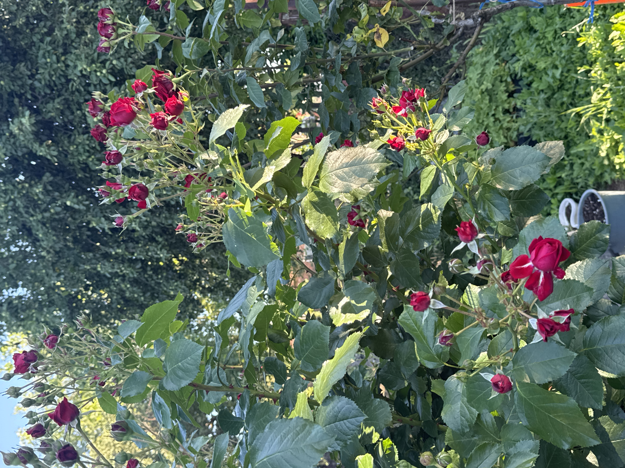 The image depicts a close-up view of a rose bush with numerous red roses and buds, set against a backdrop of green foliage and a hint of sky. The roses are a deep crimson color, some fully bloomed and others in various stages of bud formation. The leaves of the rose bush are a vibrant green, with some catching the sunlight, creating a dappled effect. In the background, mature trees with dense green leaves are visible, suggesting an outdoor setting. There are no people or animals present in the image. The overall impression is that of a well-tended garden in a natural, possibly rural or suburban, environment. The image does not contain enough information to definitively place it within the city of Zavet, Bulgaria.