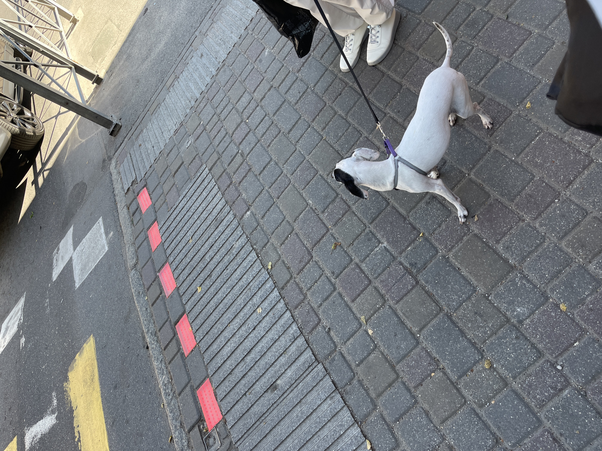 A white dog with black markings on its ears is on a leash, looking up and to the right. The dog is standing on a cobblestone sidewalk adjacent to a street with crosswalk markings, including yellow and white stripes. The sidewalk has tactile paving with red raised dots. A person's legs and feet, wearing white sneakers and light-colored pants, are visible on the right side of the image. The scene appears to be in an urban setting, likely Zelenogradsk, Russia, given the provided context.