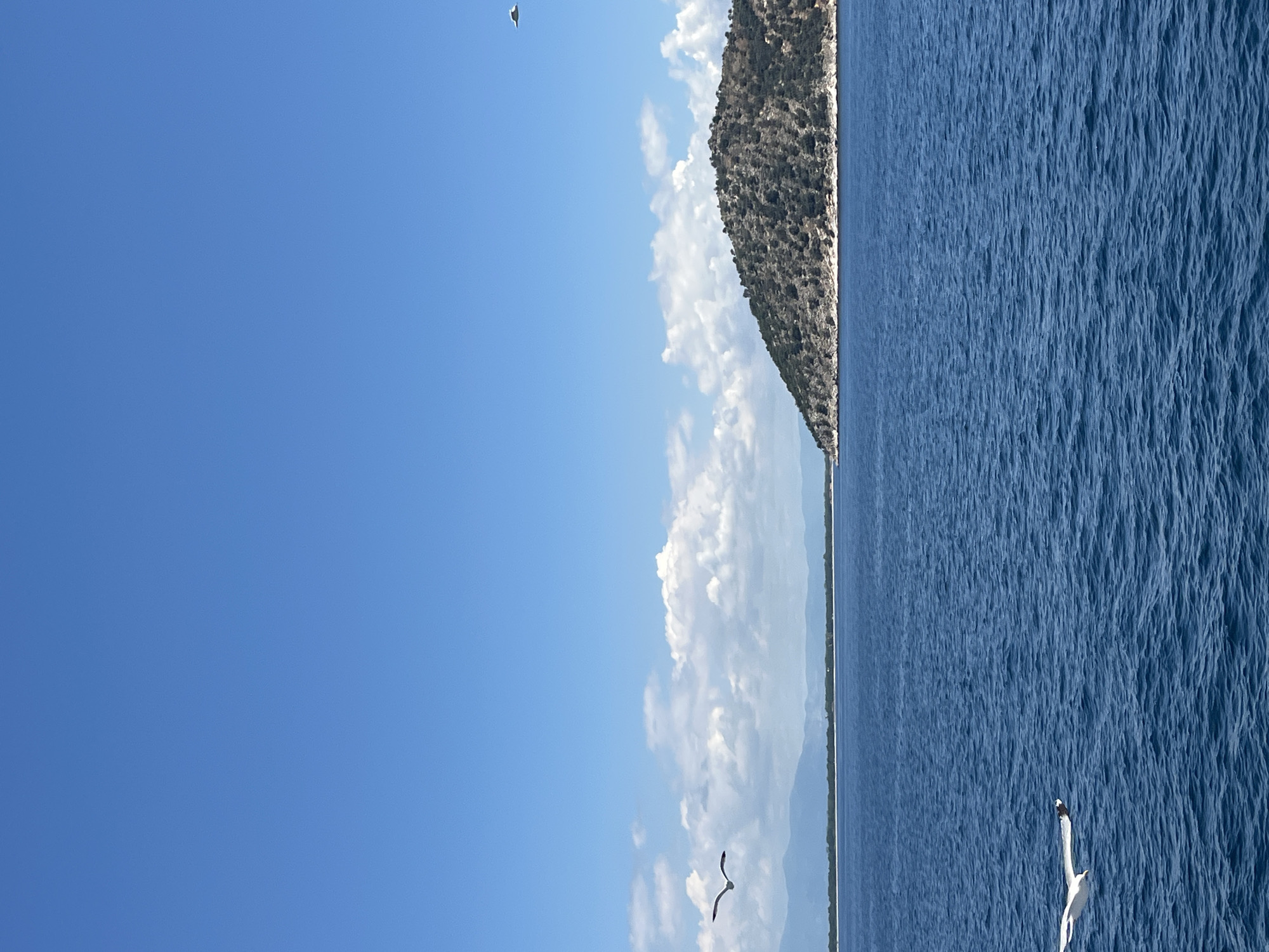 A scenic view of the Aegean Sea near Thassos, Greece, under a bright blue sky with scattered white clouds. The water is a deep, rich blue, with small waves creating ripples on the surface. In the distance, a hilly, vegetated island juts out into the sea, its slopes covered in dark green foliage. Beyond the island, a hazy coastline with distant mountains can be seen. Three seagulls are in flight: two are visible in the foreground, with one in the lower left corner and another in the mid-left, both in profile and in motion. A third seagull is a small, distant silhouette in the upper right quadrant of the image. The scene captures a tranquil maritime environment.