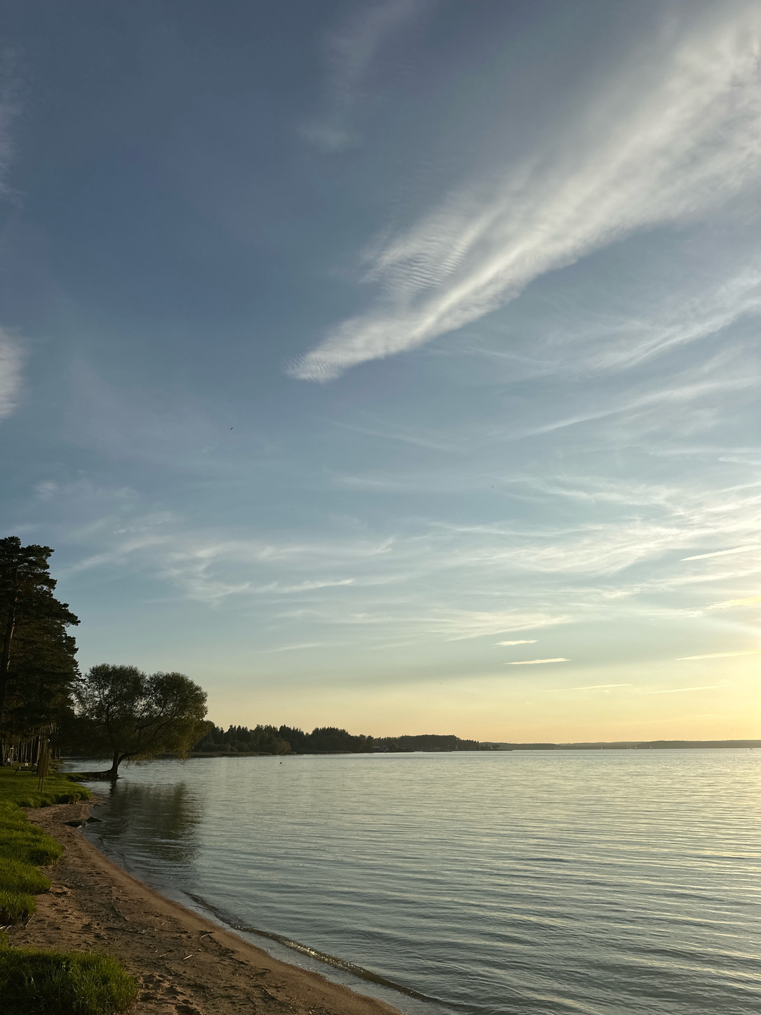 This image depicts a serene lake scene on a clear day, with a sandy beach in the foreground. Tall evergreen trees line the left bank of the lake, with a solitary deciduous tree with a full canopy growing out of the water near the shore. The water surface is calm, with gentle ripples reflecting the light. In the distance, a treeline forms the horizon, suggesting a wooded area beyond the lake. The sky is a pale blue, streaked with wispy white clouds, and the lower portion of the sky displays a warm, golden glow, indicative of either sunrise or sunset. The overall impression is one of tranquility and natural beauty, likely within the Ждановіцкі сельскі Савет, Belarus, a region known for its picturesque landscapes. There are no people or animals visible in the frame.