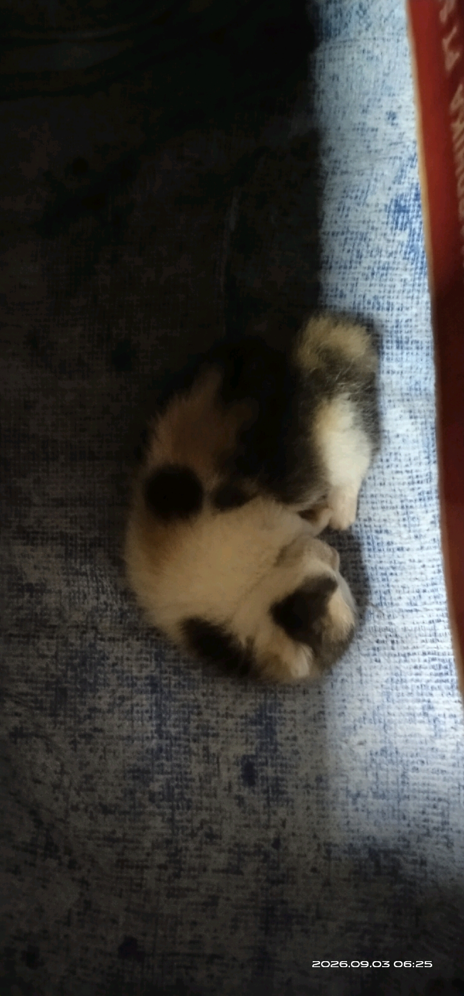 A calico kitten sleeps curled up on a blue textured surface. The kitten has patches of white, black, and tan fur. To the right of the kitten, a portion of a red object with white text is visible, possibly a book or magazine. The background is dark and appears to be a fabric surface. The timestamp "2026.09.03 06:25" is visible in the lower right corner. The scene is indoors, and there is no information to indicate a specific location in Matabu, Indonesia.