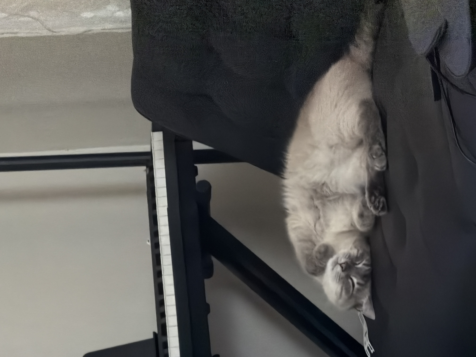 A light gray and white cat is sleeping on its back on a black cushioned chair. The cat's eyes are closed and its paws are curled up. In the background, a black keyboard with white keys rests on a black stand, in front of a plain white wall. The scene appears to be indoors. There is no information to suggest the location is in Pittsburgh, United States of America.