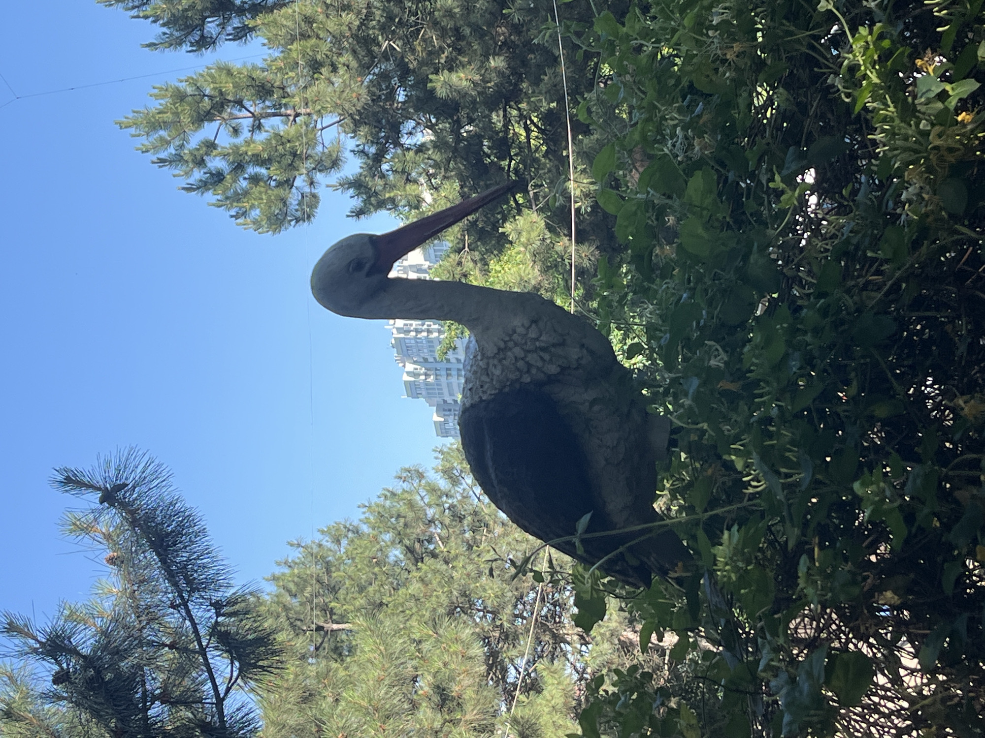 In the city of Krasnodar, Russia, the image captures a detailed statue of a long-necked bird, likely a stork or heron, positioned prominently amidst dense green foliage under a clear blue sky. The statue, appearing light grey with a textured, scaly or feathered surface, features a long, slender, reddish-brown beak pointed downwards. A distinct dark grey patch is visible on the bird's back. The bird is partially obscured by lush, vibrant green bushes and intertwined vines in the mid-ground and foreground, which form a dense natural screen. In the background, tall pine trees with dark green needles and visible pinecones frame the scene, particularly on the left and right sides. Through gaps in the foliage and beneath the expanse of the bright, cloudless blue sky, several multi-story buildings with light-colored facades are discernible in the distance, indicating an urban setting. No human subjects or discernible actions are present in the frame. The scene is illuminated by bright daylight, casting some shadows within the dense undergrowth.