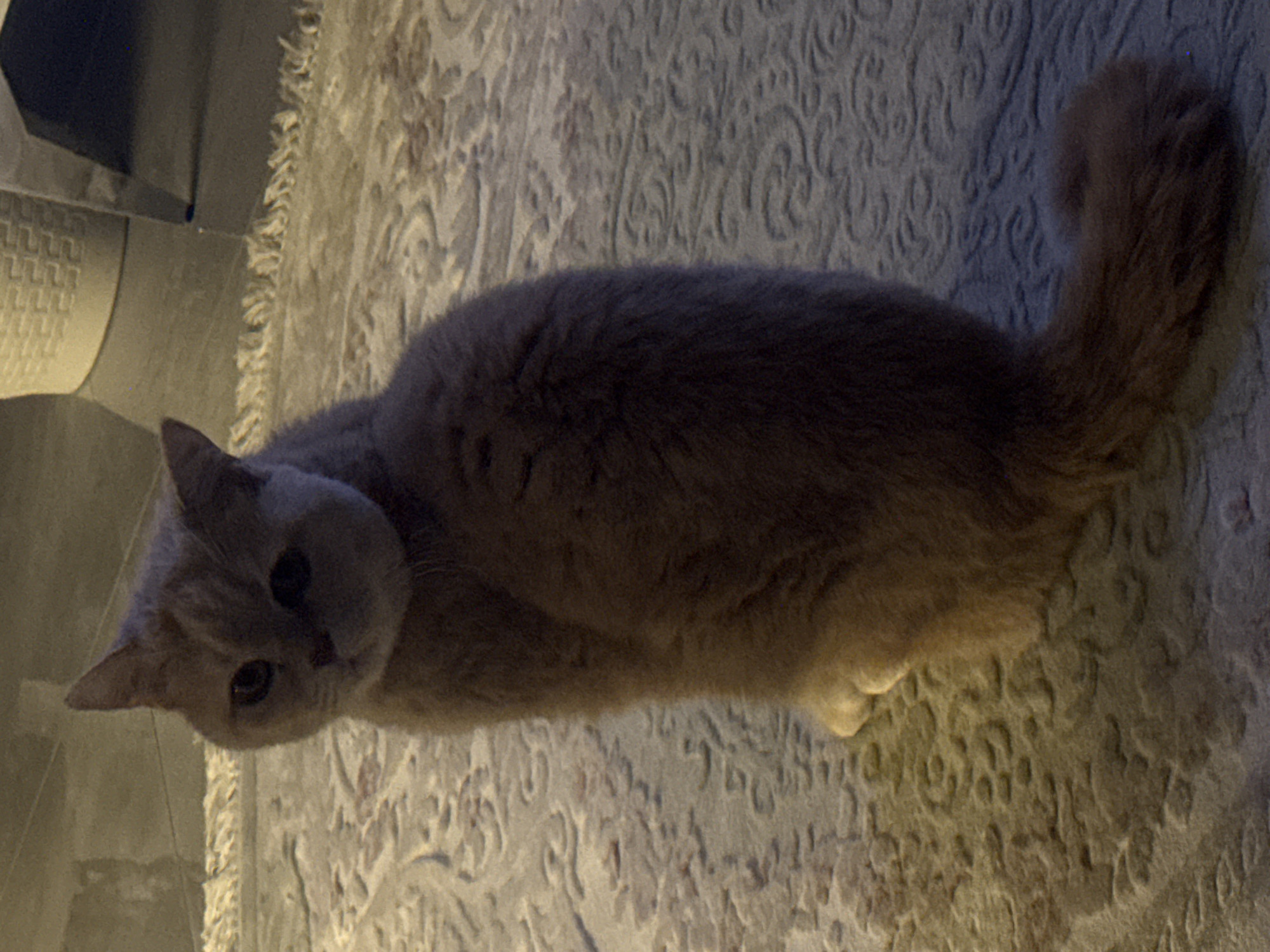 A pale orange cat is lying on a textured rug. The cat is facing the viewer with its head tilted. A piece of furniture is visible in the upper left corner. The location is unknown.