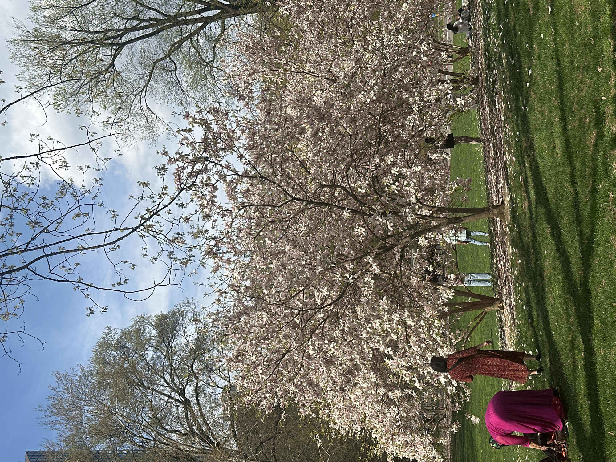 The image shows a group of people in a park in New York City, USA. In the center is a large flowering tree in full bloom, with light pink or white flowers. The ground around the tree is covered with fallen petals. Several people are standing or sitting near the tree, seemingly enjoying the view. The background includes green grass, other trees with new leaves, and a blue sky with some clouds. Some buildings can be seen in the background.