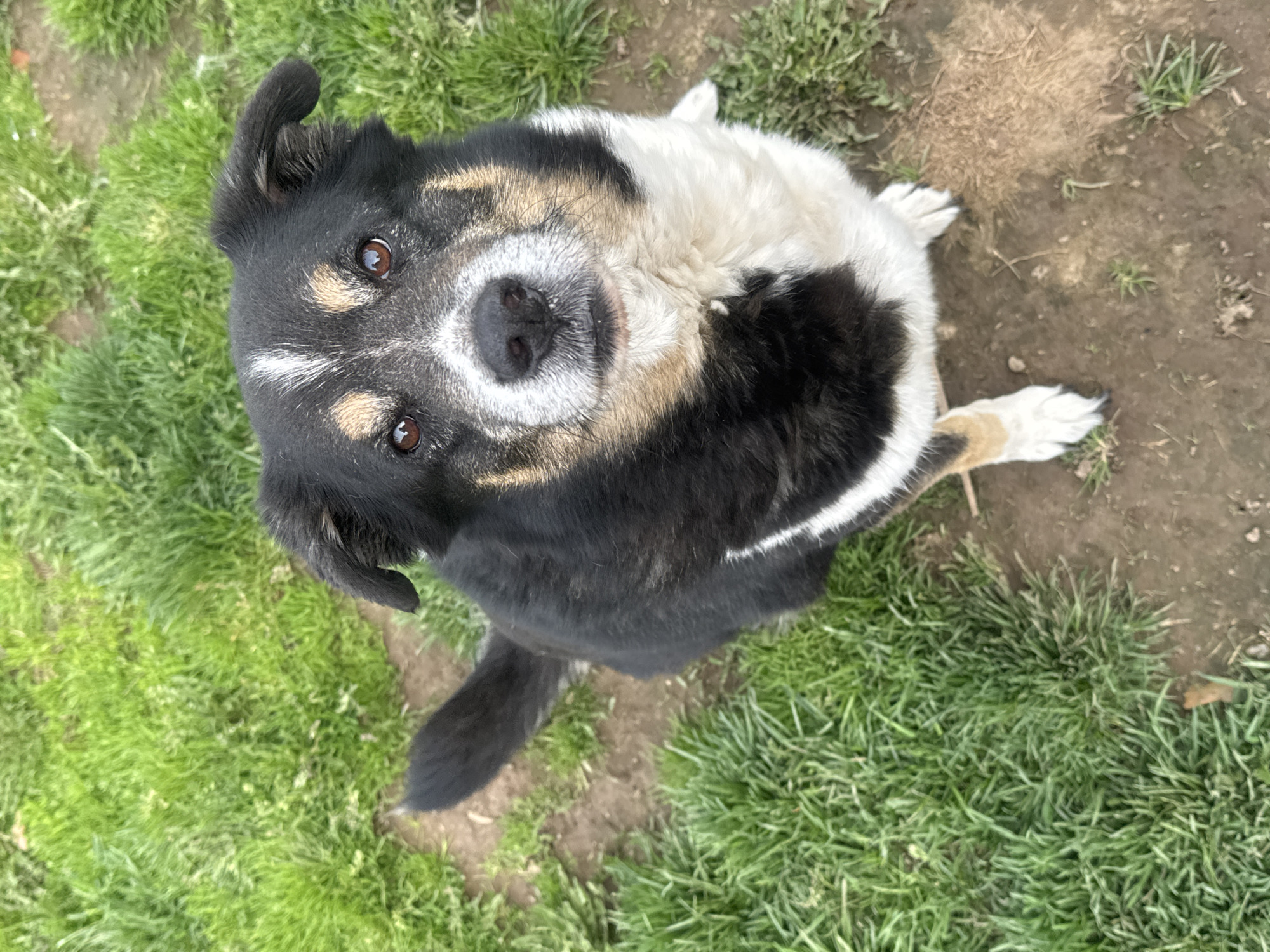 A dog sits on grass and dirt, looking up at the camera. The dog is a mix of black, white, and tan colors. The background is grass and dirt. The location is Rusalevka, Russia is not indicated in the image.