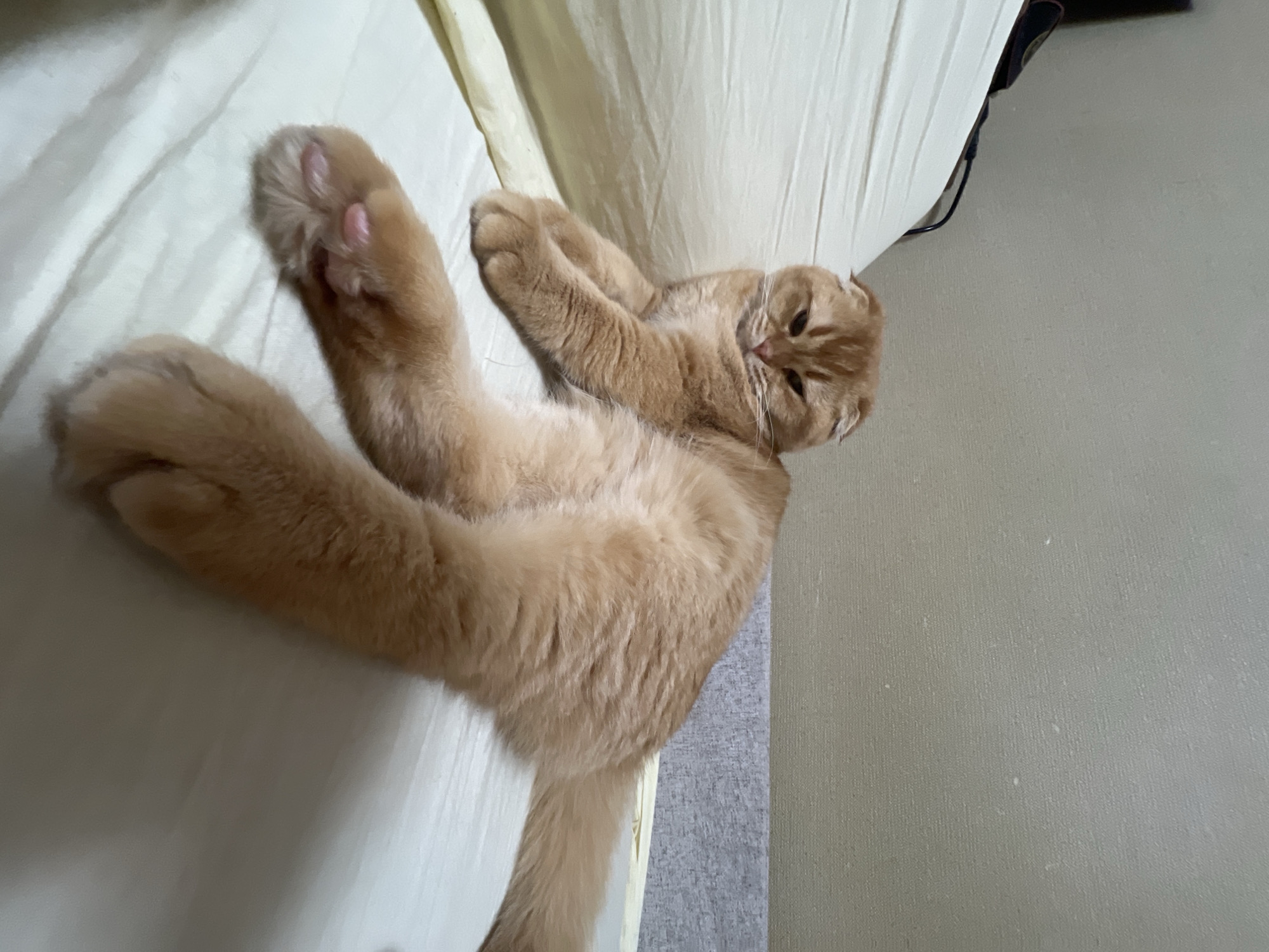 An adorable ginger cat, likely a Scottish Fold due to its distinctive folded ears, is captured in a relaxed and playful pose indoors. The cat is lying on its back on a light-colored, possibly cream or off-white, bedsheet or blanket. Its front paws are curled upwards, with one paw clearly displaying its pink toe beans. The cat's head is slightly turned towards the viewer, and its eyes are partially open, conveying a sense of comfort and relaxation.
The cat's fur is a warm, fluffy ginger-orange, with lighter cream-colored areas, especially on its belly. Prominent whiskers frame its muzzle. The immediate background consists of the soft, slightly rumpled bedding. To the right of the frame, a textured, light gray wall is visible, suggesting the room's interior. A dark object, possibly a piece of furniture or part of a bed frame, can be seen at the top edge of the image, contrasting with the light linen. The scene depicts a tranquil and domestic setting, likely a bedroom or living area in Voronezh, Russia. No visible text is present in the image. The indoor lighting suggests daytime or a well-lit evening.