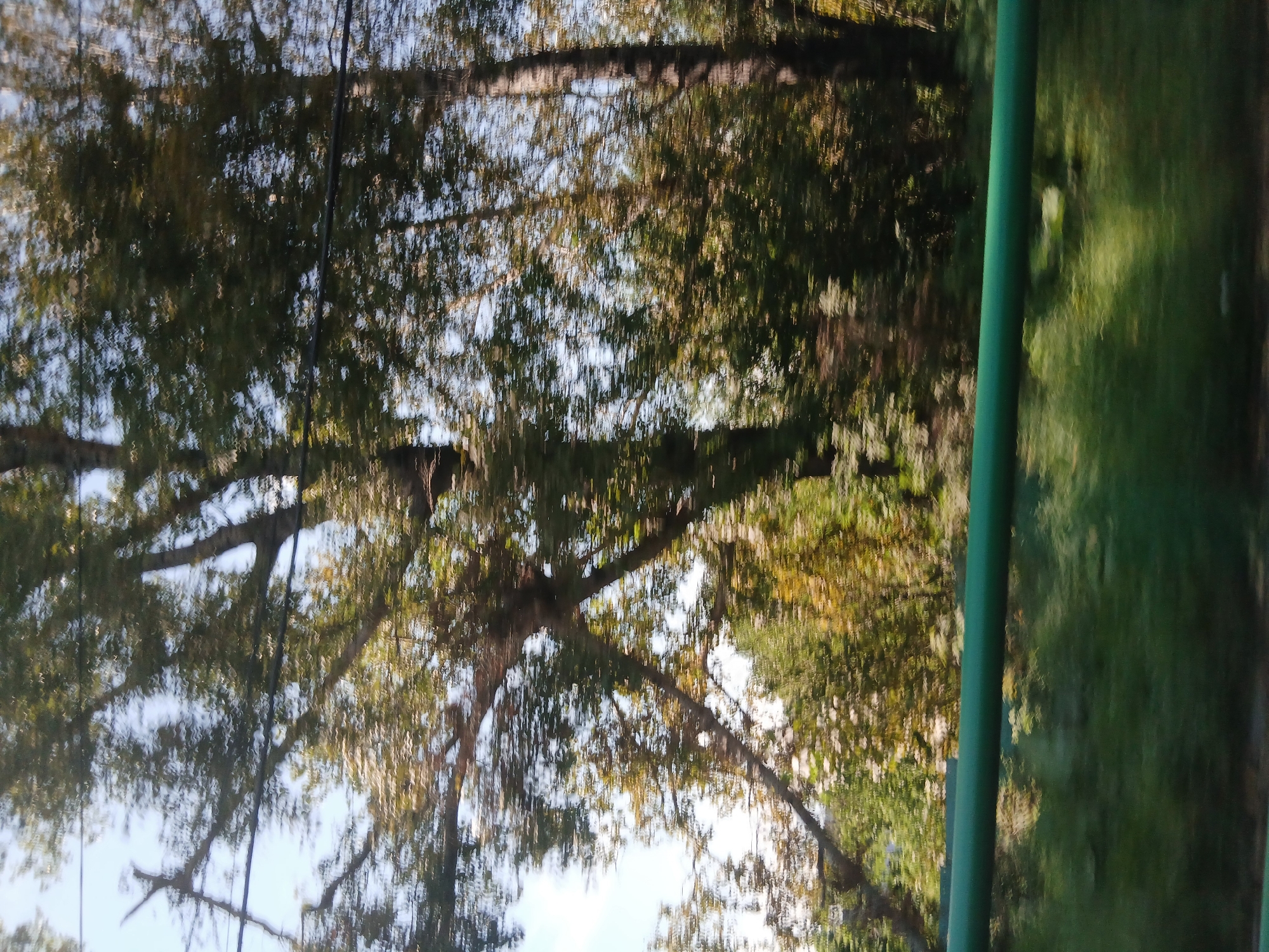 The image is an outdoor, vertical shot of trees with a blurry, motion-effect. A green railing runs horizontally across the bottom third of the frame. The sky is visible through the branches of the trees. The scene appears to be a natural setting, possibly a park or forest, with a road or path nearby due to the railing.