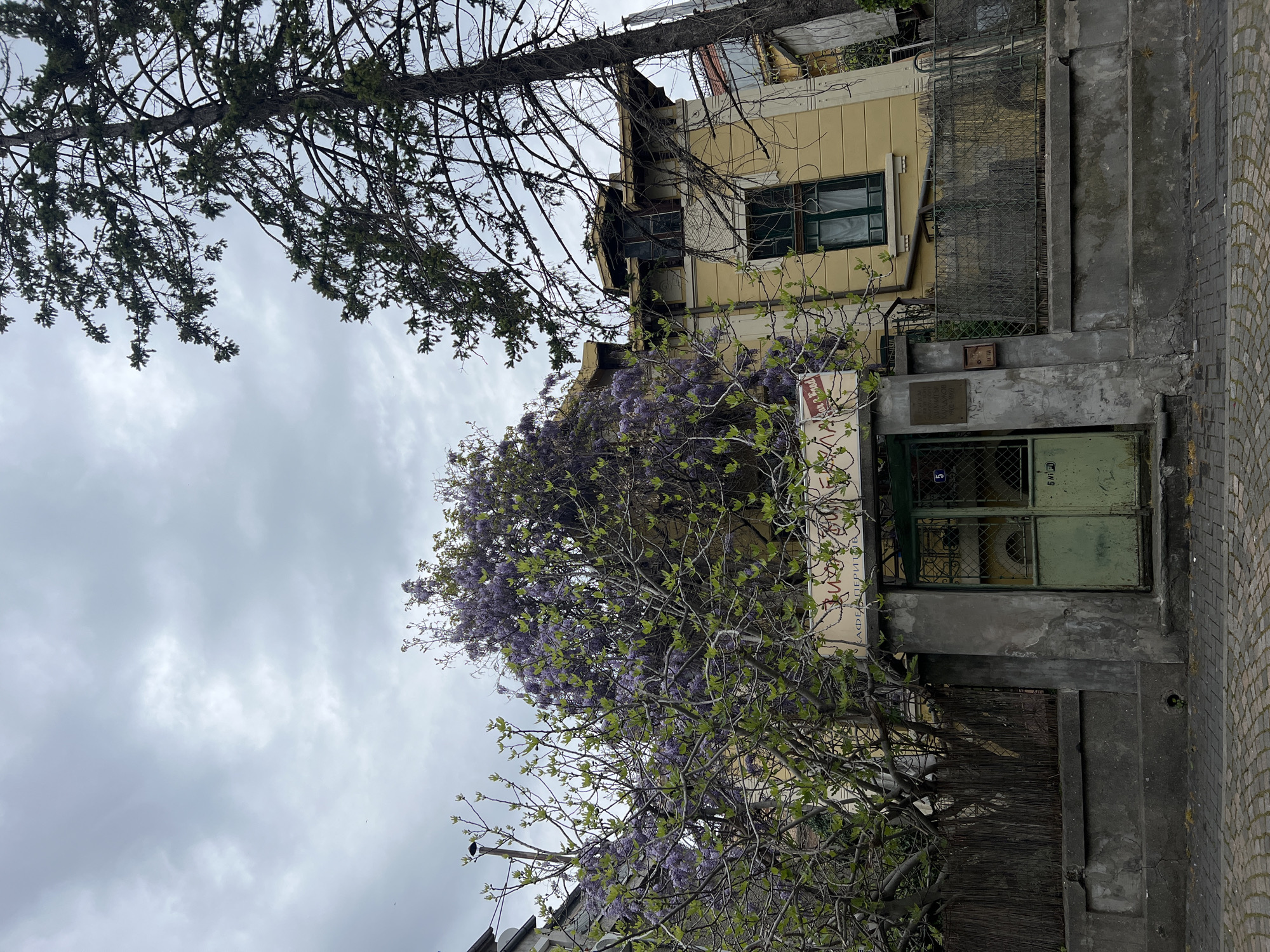 A low-angle view of a building located on Perito 2 Street in Burgas, Bulgaria. The building is yellow with green window frames. A tree with purple flowers in full bloom obscures much of the building's façade. A green door leads to the building's entrance. To the right of the door, concrete steps lead to the sidewalk. The sky is overcast.