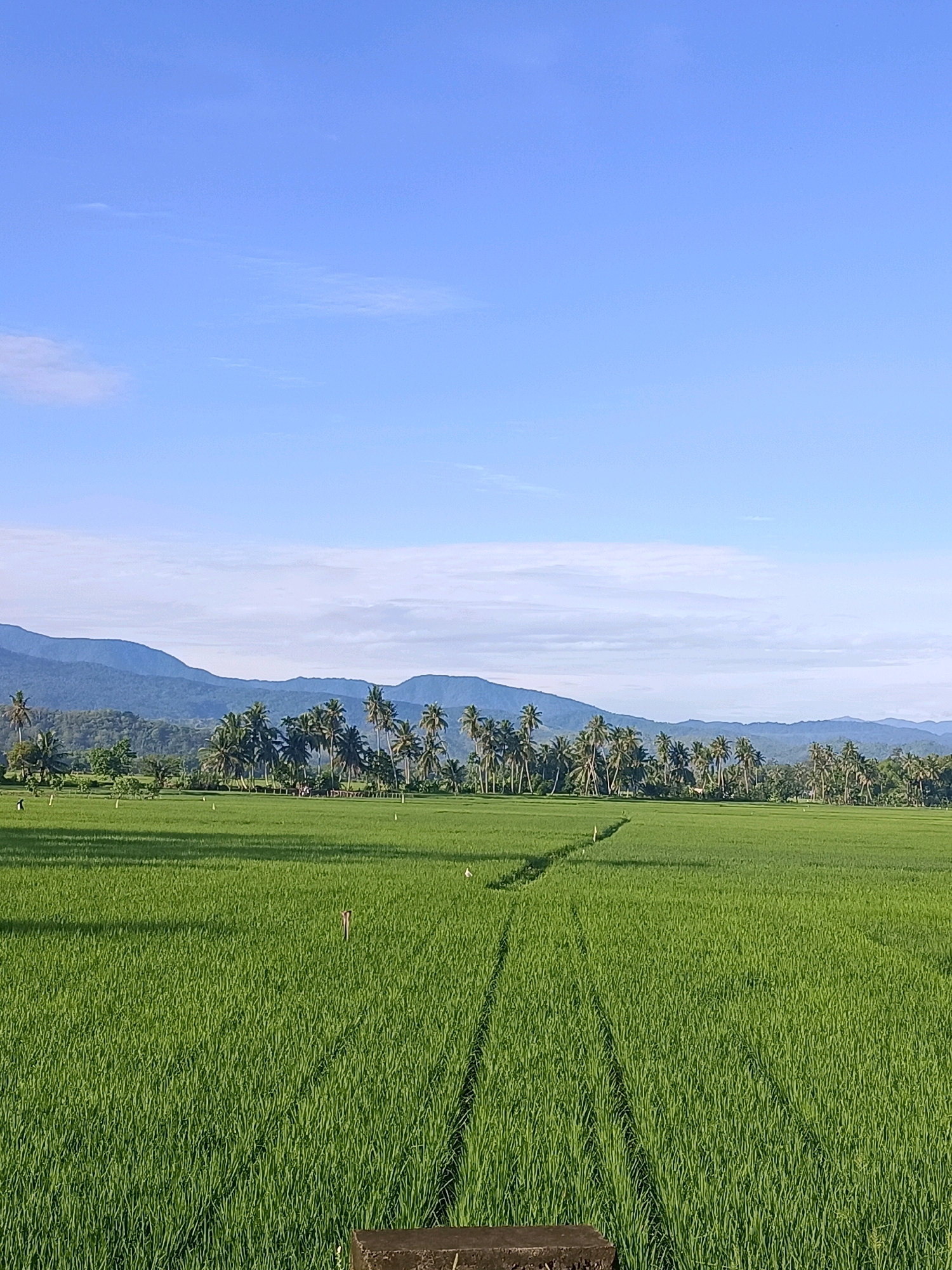 The image depicts a wide, verdant rice paddy field in Pulo Dayah, Indonesia, under a clear blue sky with a few wispy clouds. The foreground is dominated by the lush green rice stalks, with visible tire tracks from farming equipment creating a natural path through the field. A dark, weathered concrete slab is partially visible at the bottom center of the frame, suggesting a low wall or platform. In the mid-ground, a line of palm trees separates the rice field from a backdrop of rolling hills and mountains that fade into the distance. A few small white flags or markers are scattered throughout the field, likely indicating planting or survey points. The overall impression is one of rural tranquility and agricultural activity.