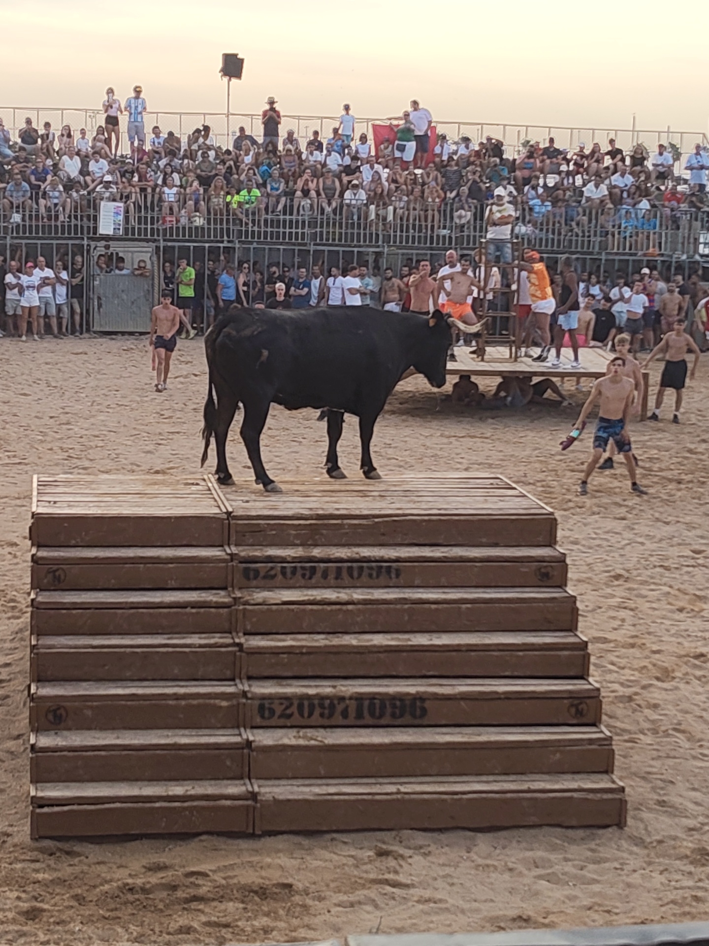 The image depicts a bull-running event taking place on a sandy arena, likely a temporary setup in the city of Dénia, Spain, possibly near the port or a beachside area given the sand and open-air seating. In the foreground, a large black bull stands on a wooden platform. The platform appears to be constructed from stacked wooden crates or pallets. Several rows of these wooden structures form a tiered staircase-like platform, with markings that resemble serial numbers or identification codes visible on some of the wooden planks.
A young man, wearing patterned swimming trunks, stands to the right of the platform, facing the bull. He holds a colorful object, possibly a rolled-up poster or a toy, in his right hand. In the mid-ground, another young man in black shorts walks away from the bull and the platform. Further into the arena, a raised wooden structure serves as a platform where several individuals are gathered.
The background is dominated by spectators seated in tiered bleachers, enclosed by a metal fence. The crowd is diverse, with men, women, and children of various ages. Many are casually dressed, suggesting a summer event. The overall atmosphere appears to be that of a public spectacle or festival. The sky above is a pale, hazy orange, indicating either sunrise or sunset. The presence of a bull and the surrounding setup are indicative of a "bou a la mar" tradition, common in coastal Valencian towns like Dénia.