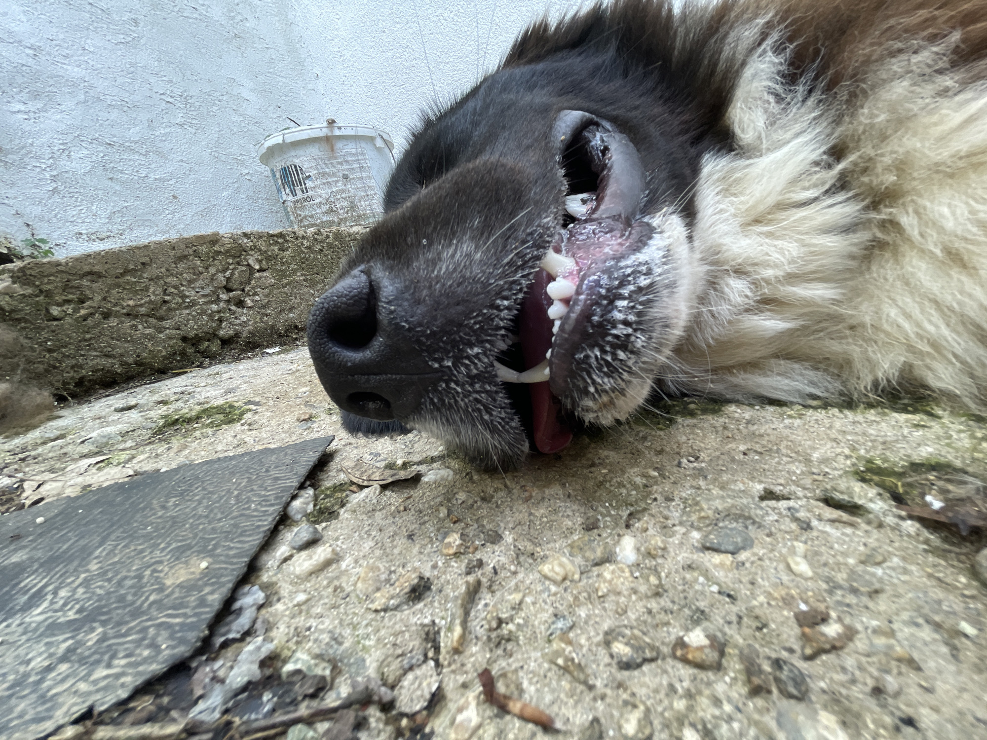 A low-angle, close-up photograph depicts a dog lying on a concrete surface. The dog's head is the focal point, showing its nose, mouth, and teeth. The dog's fur is a mix of black and light brown/white. A white bucket sits on a slightly elevated concrete section against a white wall in the background. Debris, including small rocks and a piece of dark material, scatters the concrete surface. The photograph was taken outdoors in a garden setting. The specific location in Zlatograd, Bulgaria, cannot be determined from the image.