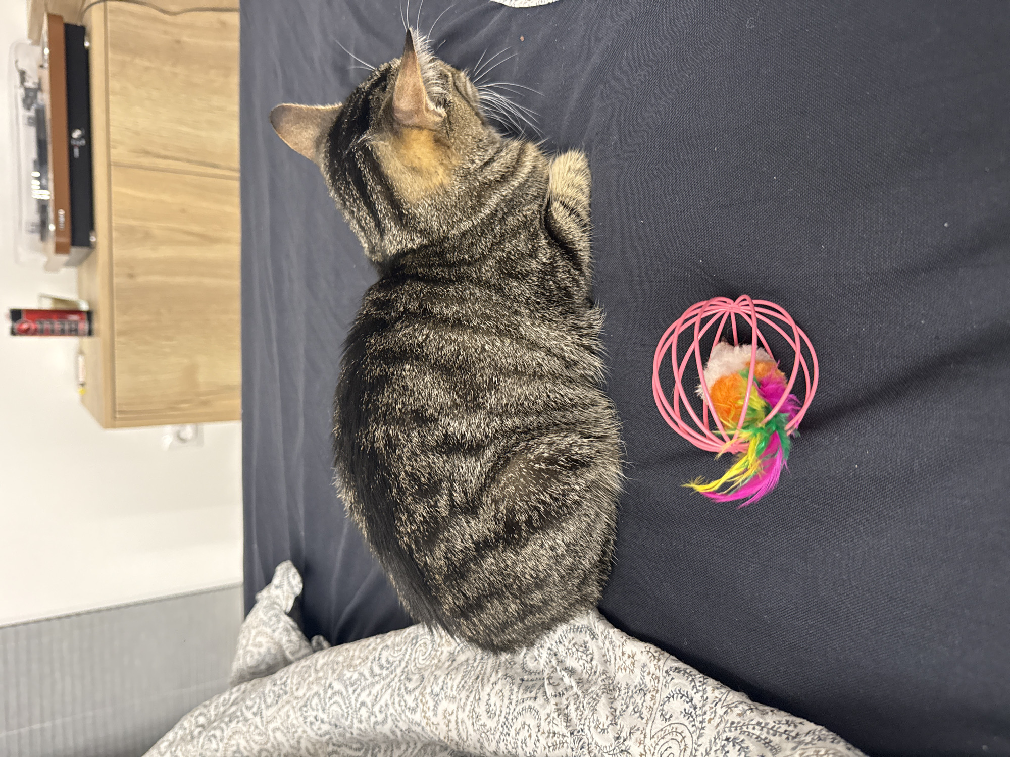 A tabby cat is resting on a dark blue surface, likely a bed or sofa. Next to the cat is a pink toy with colorful feathers. In the background, there is a light-colored wooden cabinet. The scene is indoors and appears to be in a residential setting. No people are visible. The location in the city of Plovdiv, Bulgaria is not confirmed.