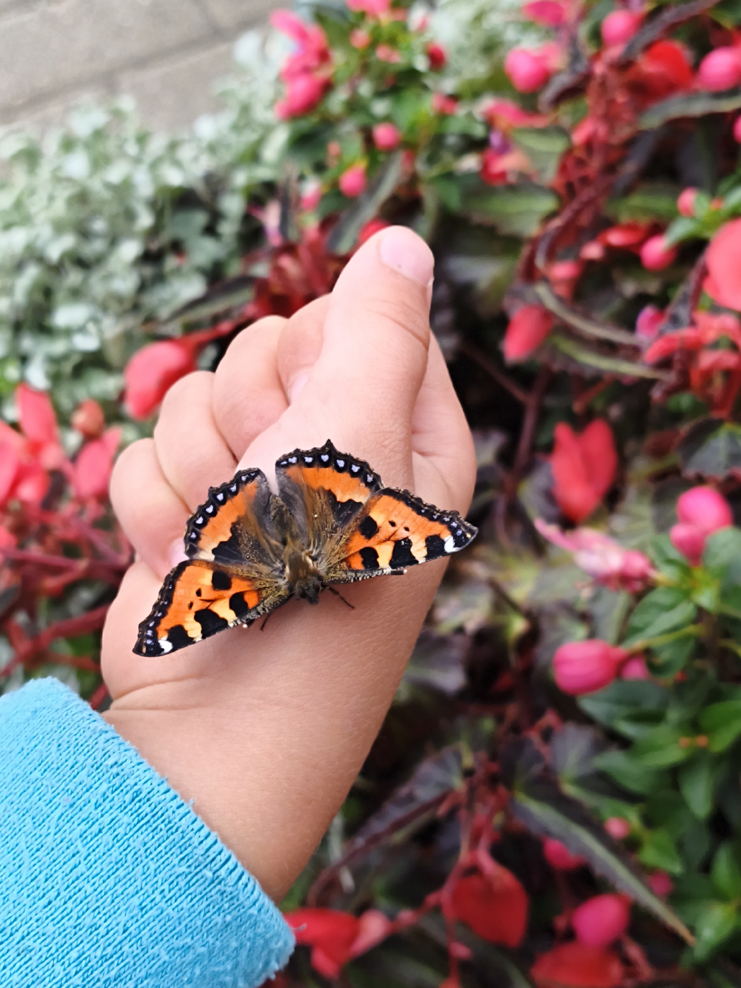 A butterfly with orange and black wings is perched on the back of a child's hand. The child's hand is lightly clenched, with the thumb extended upwards. A bright blue sleeve is visible on the child's forearm. The background is filled with out-of-focus red and pink flowers and green foliage. The image is a close-up shot, emphasizing the butterfly and the child's hand. The setting appears to be a garden or park.